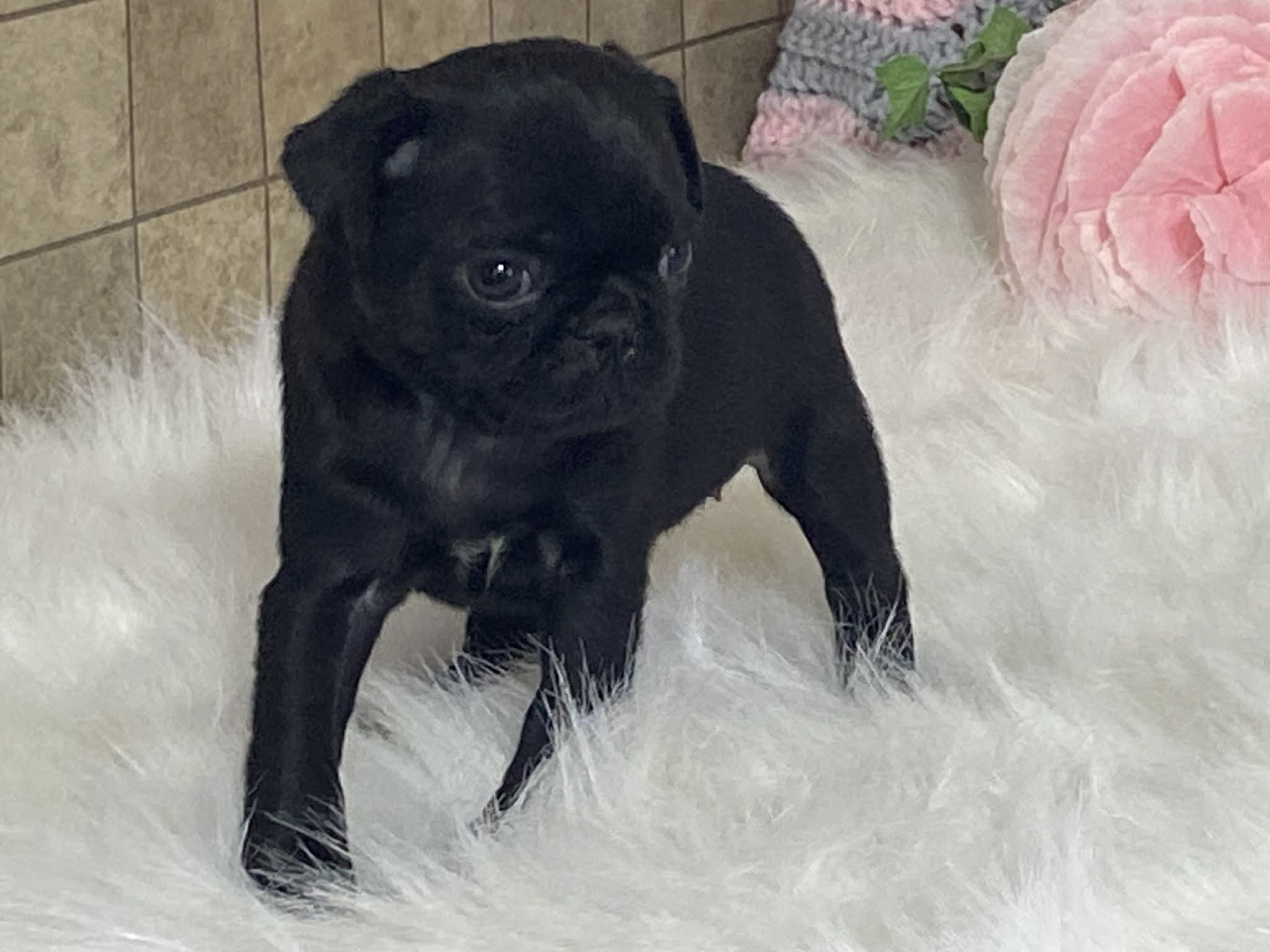 Victoria – Pug puppy for sale in Fennimore, WI