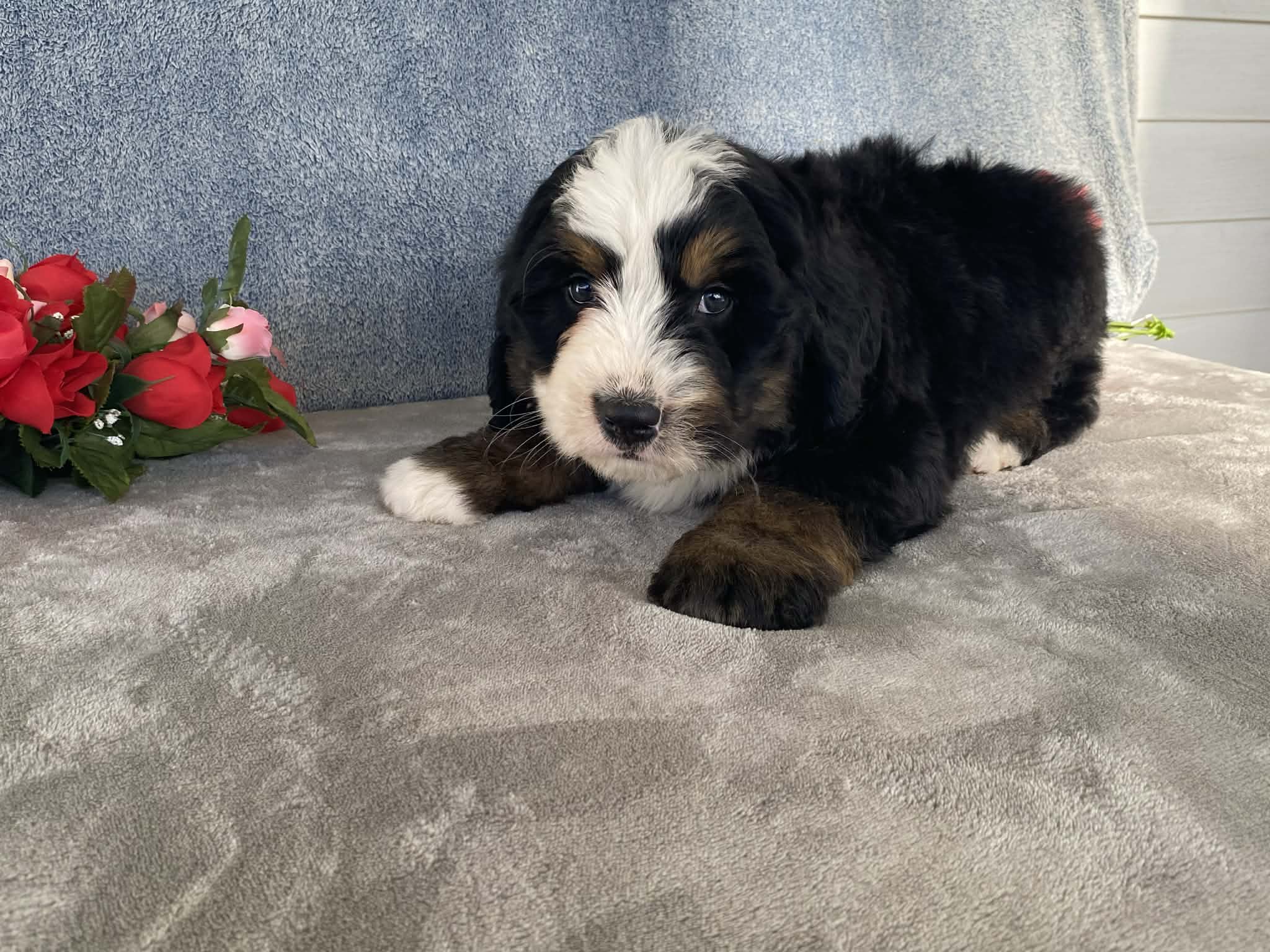 Thunder – Bernedoodle puppy for sale in Fennimore, WI