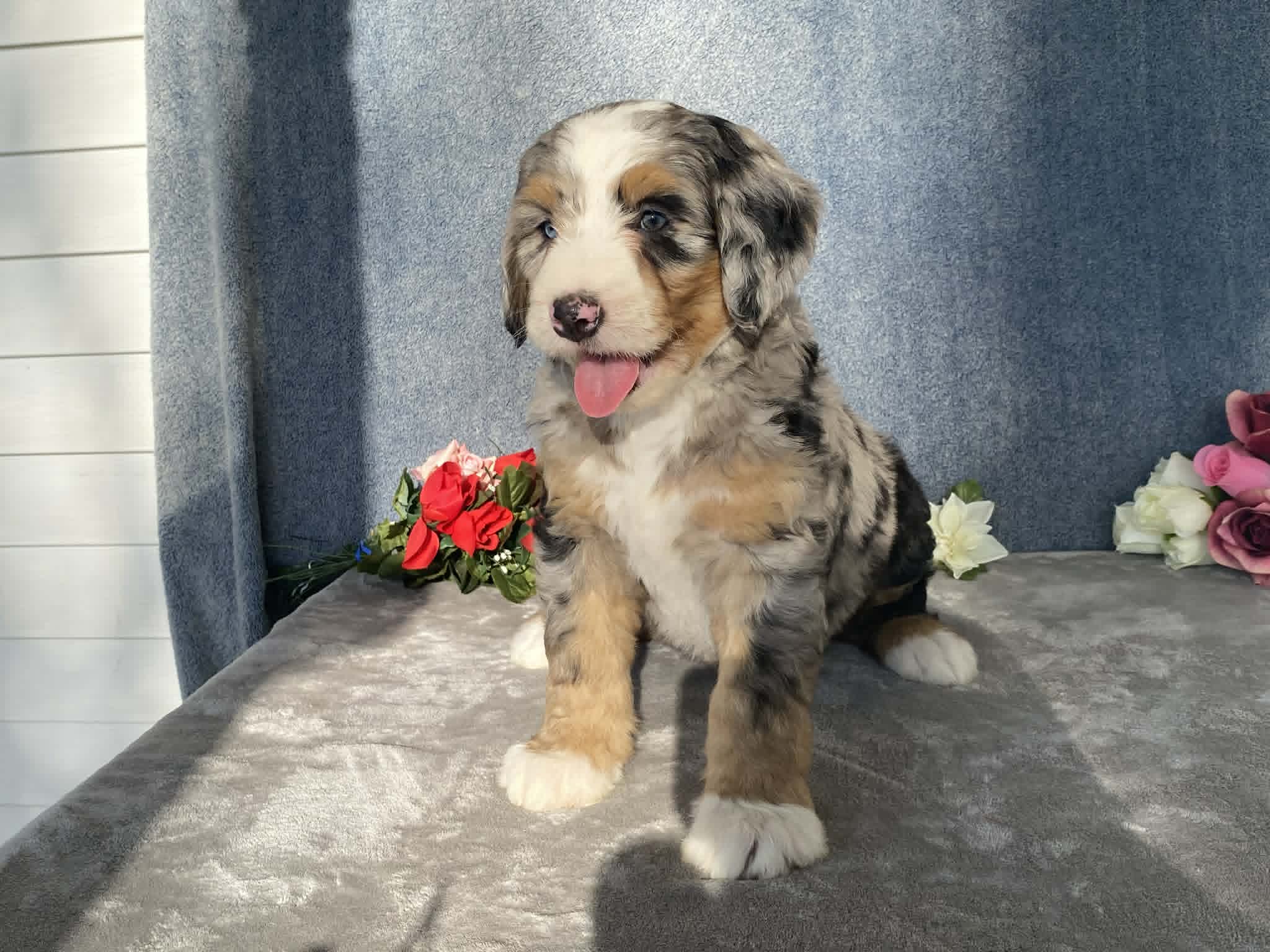 Cloudy – Bernedoodle puppy for sale in Fennimore, WI