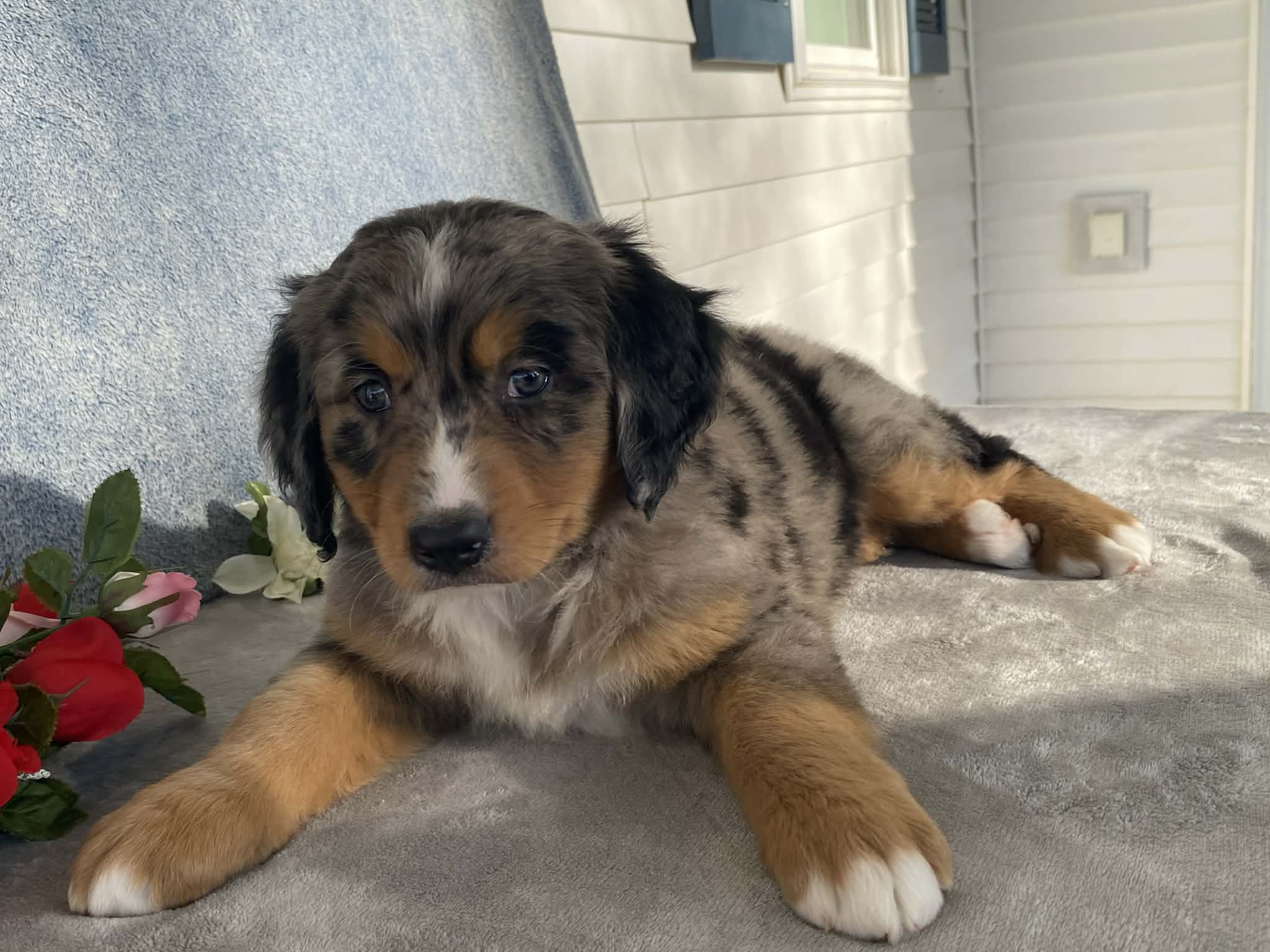 Patty – Bernedoodle puppy for sale in Fennimore, WI
