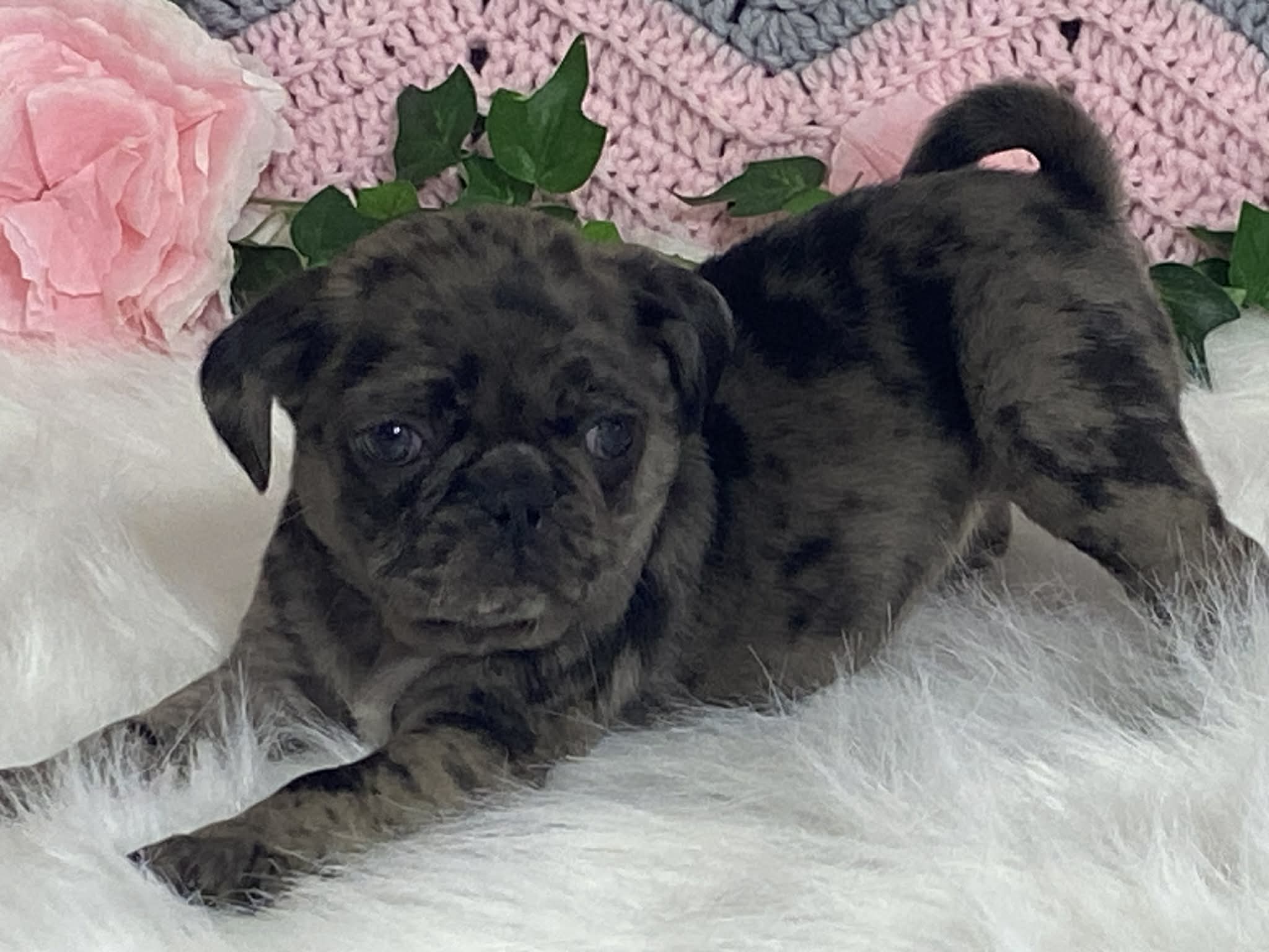Violet – Pug puppy for sale in Fennimore, WI