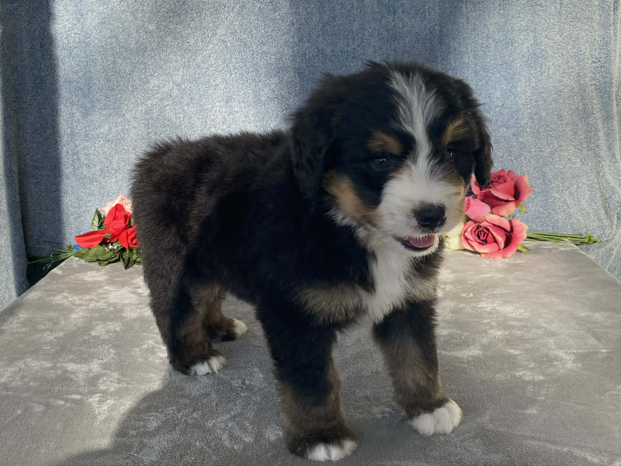 Teddy – Bernedoodle puppy for sale in Fennimore, WI