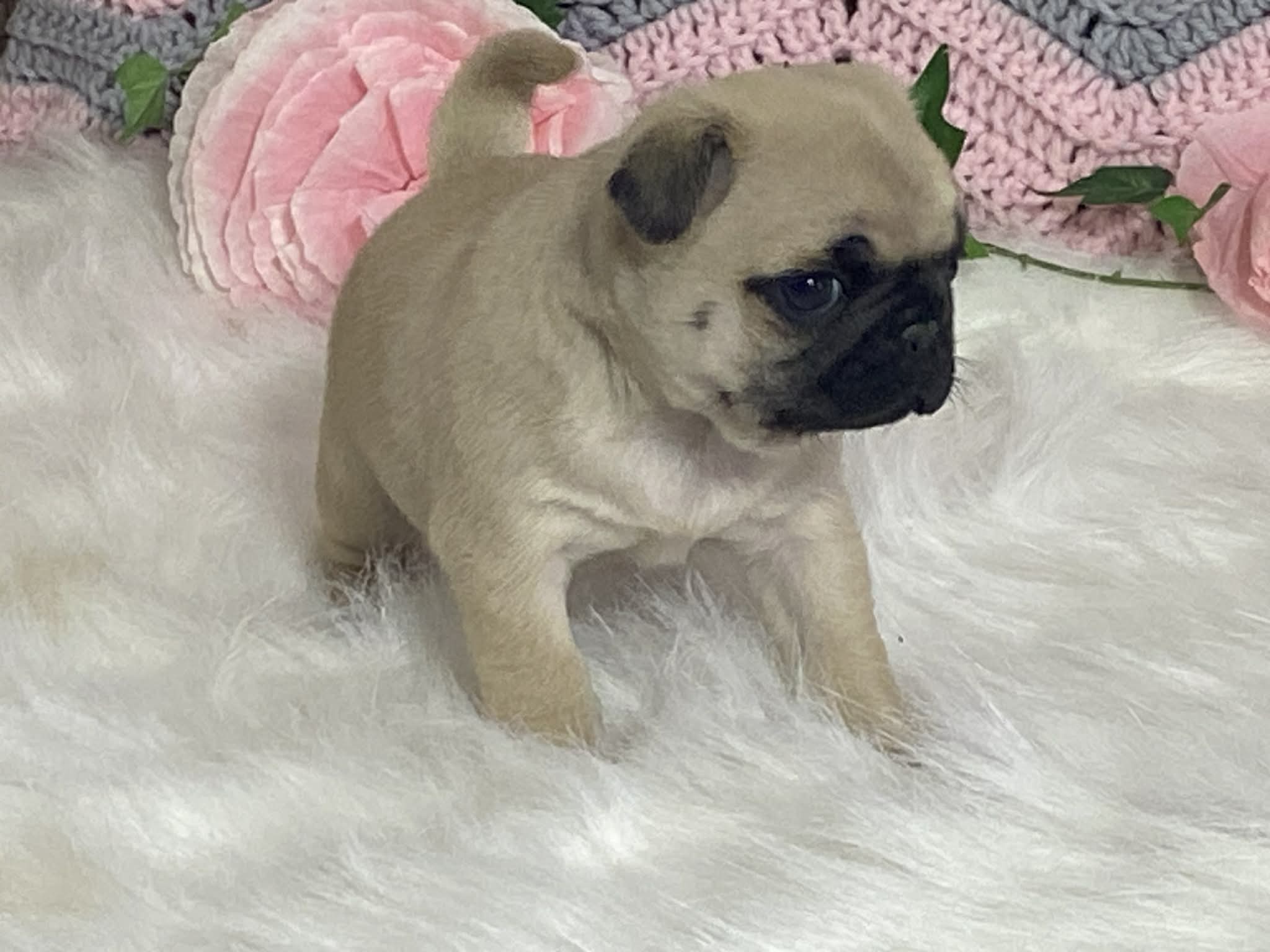 Wally – Pug puppy for sale in Fennimore, WI