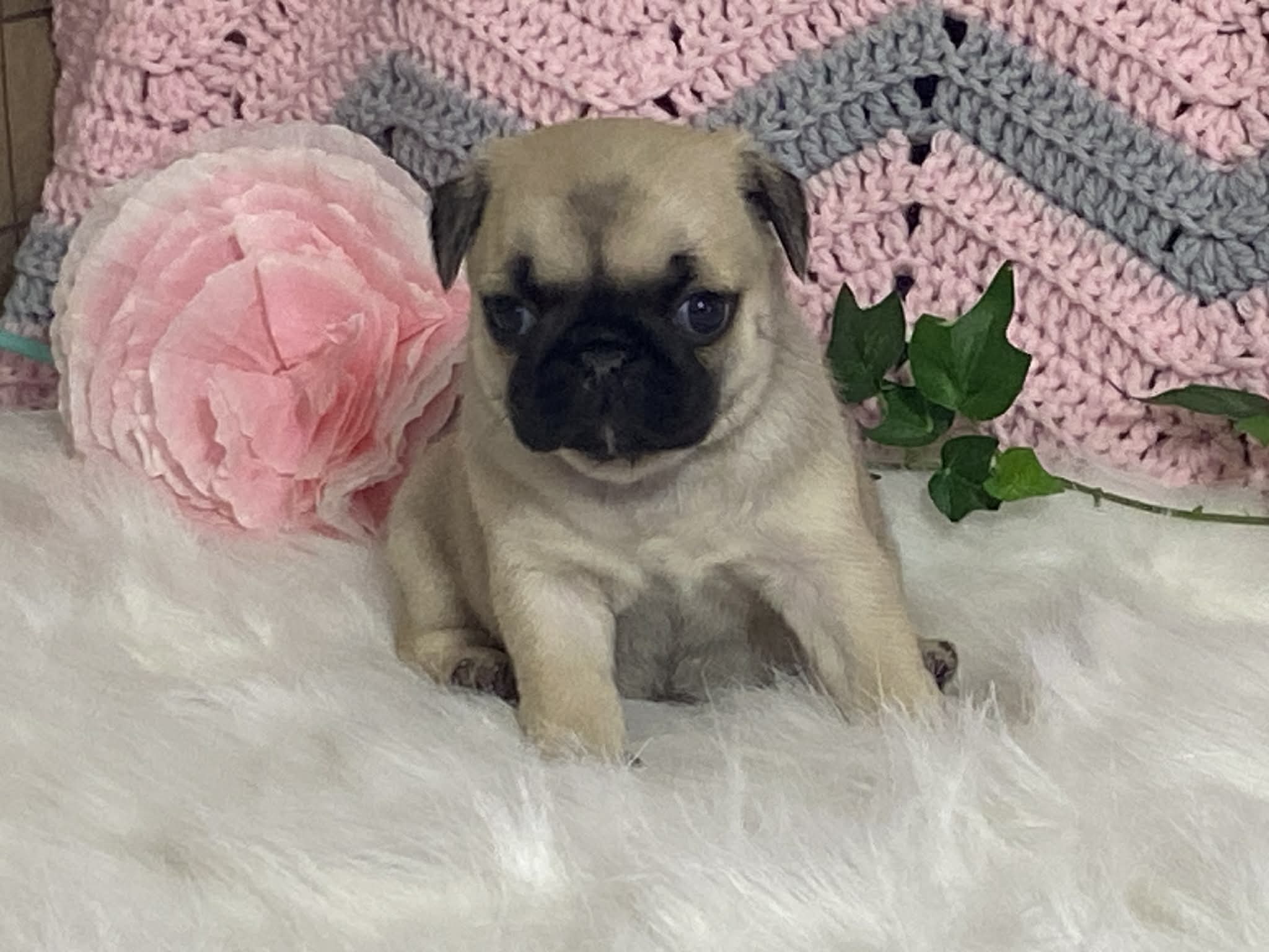 Wade – Pug puppy for sale in Fennimore, WI