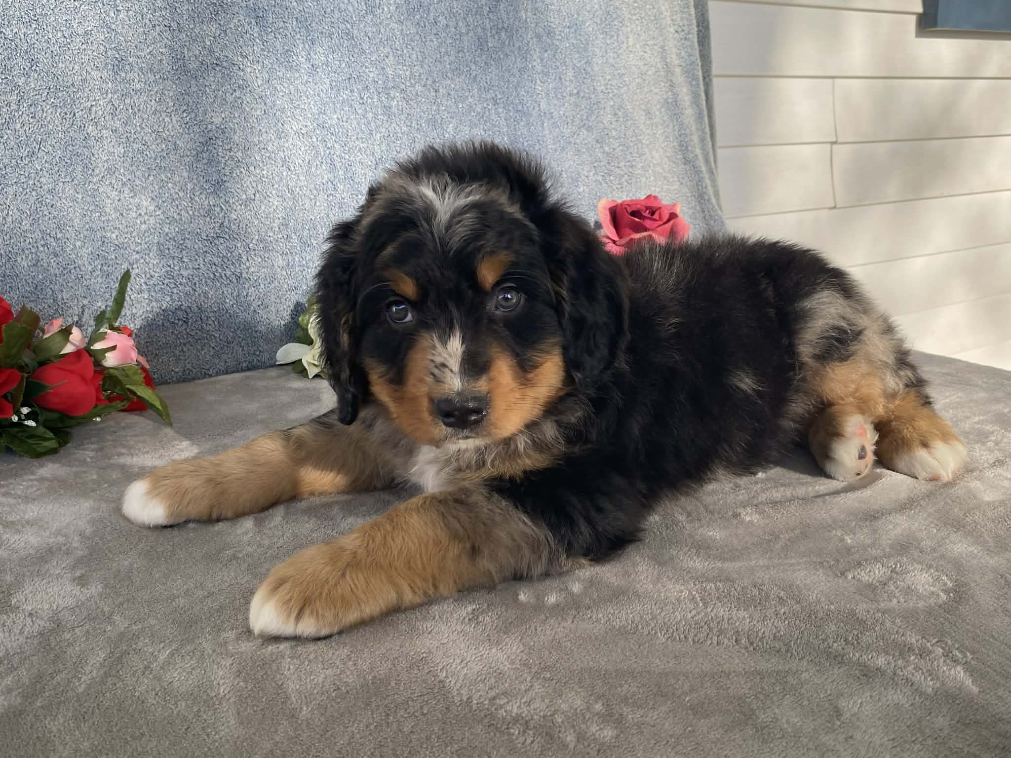 Lightning – Bernedoodle puppy for sale in Fennimore, WI