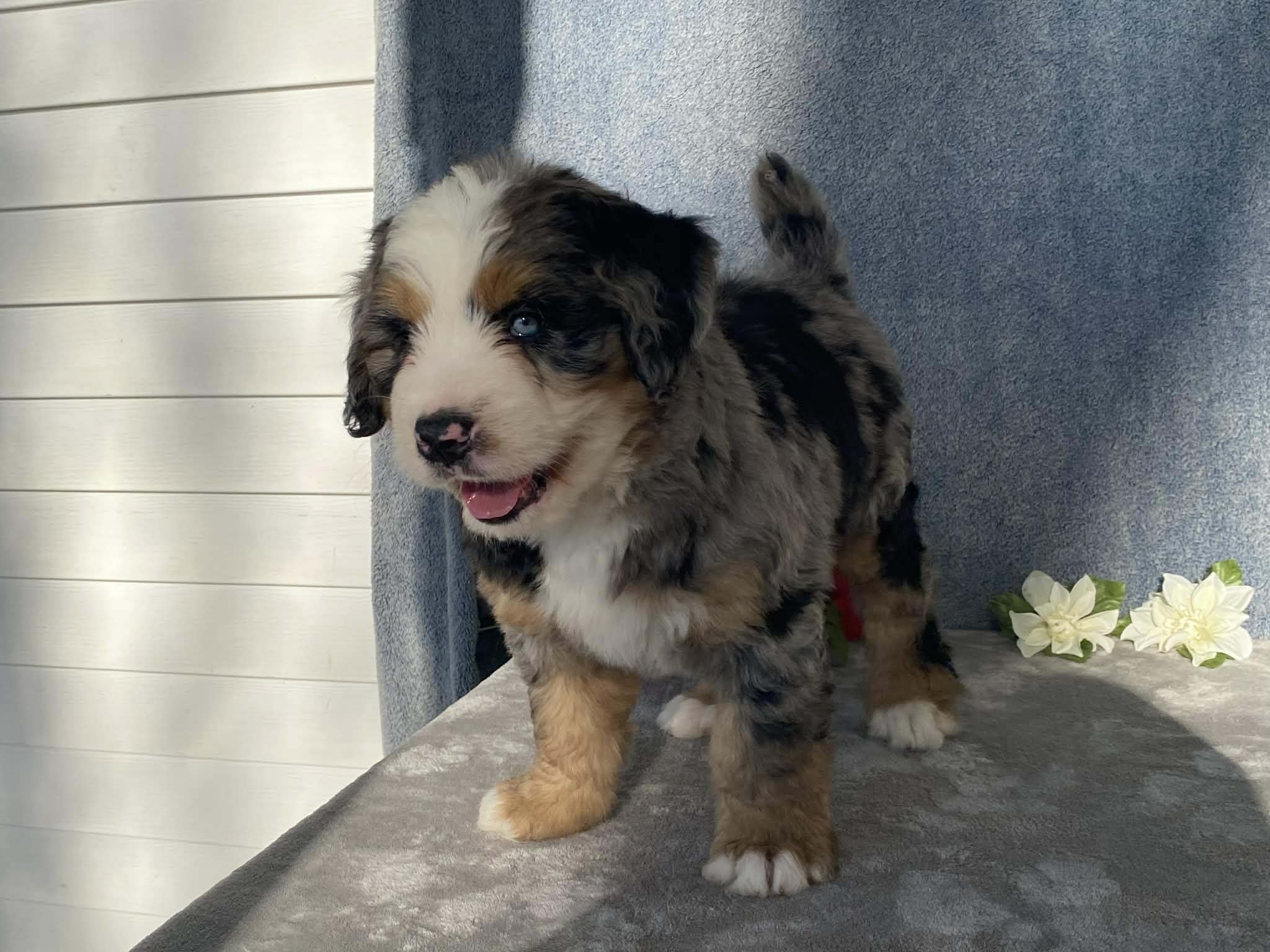 Stormy – Bernedoodle puppy for sale in Fennimore, WI