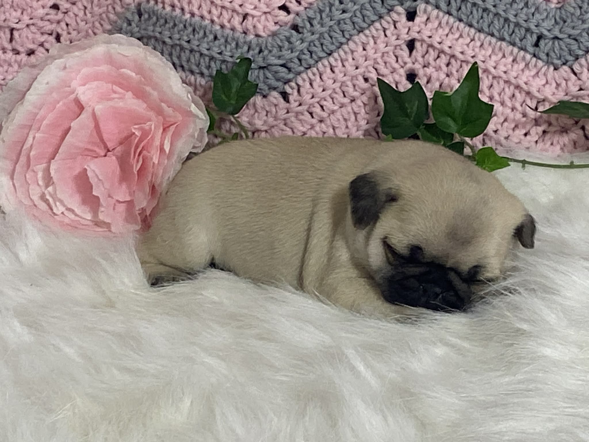 Willow – Pug puppy for sale in Fennimore, WI