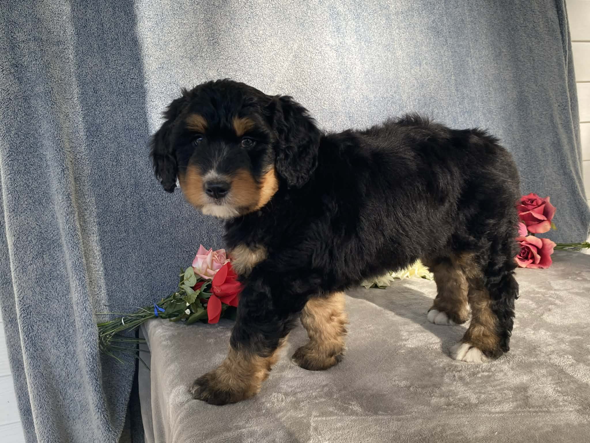 Friendly – Bernedoodle puppy for sale in Fennimore, WI
