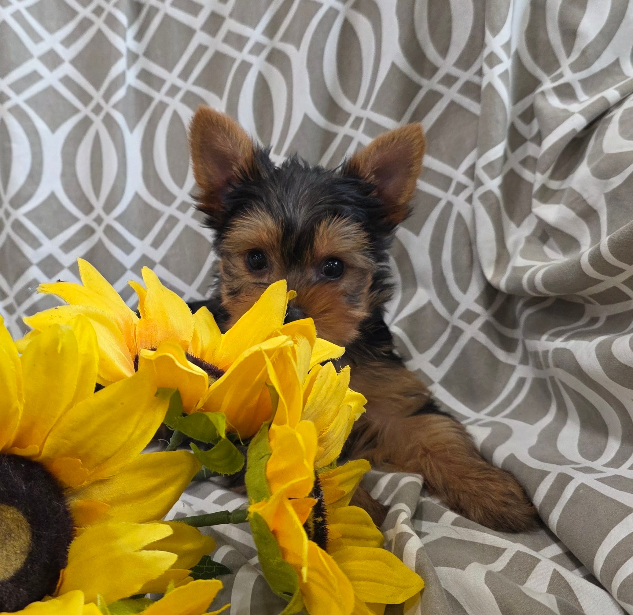 Buster – Yorkshire Terrier puppy for sale in Arthur, IL