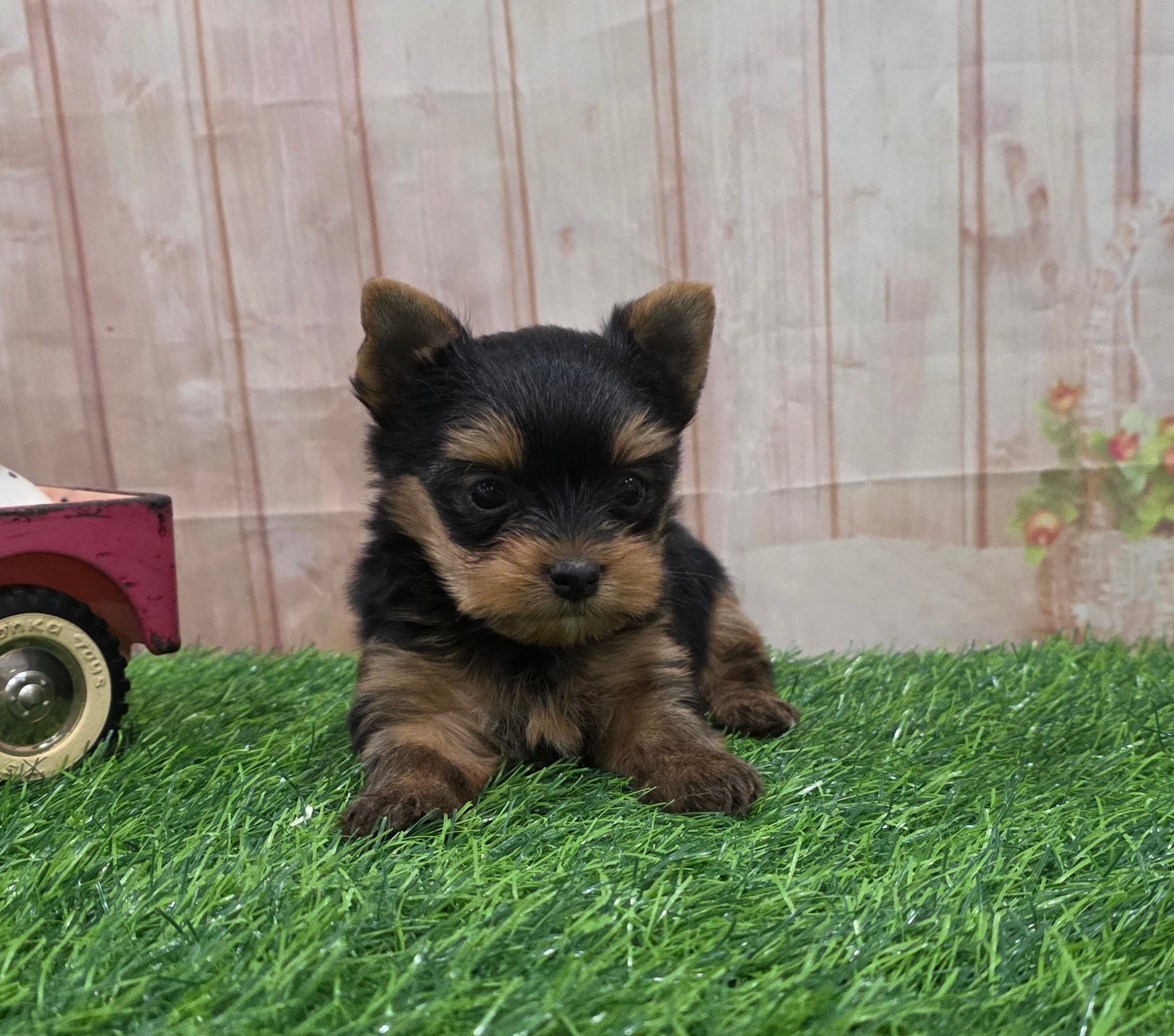 Friendly  – Yorkshire Terrier puppy for sale in Arthur, IL