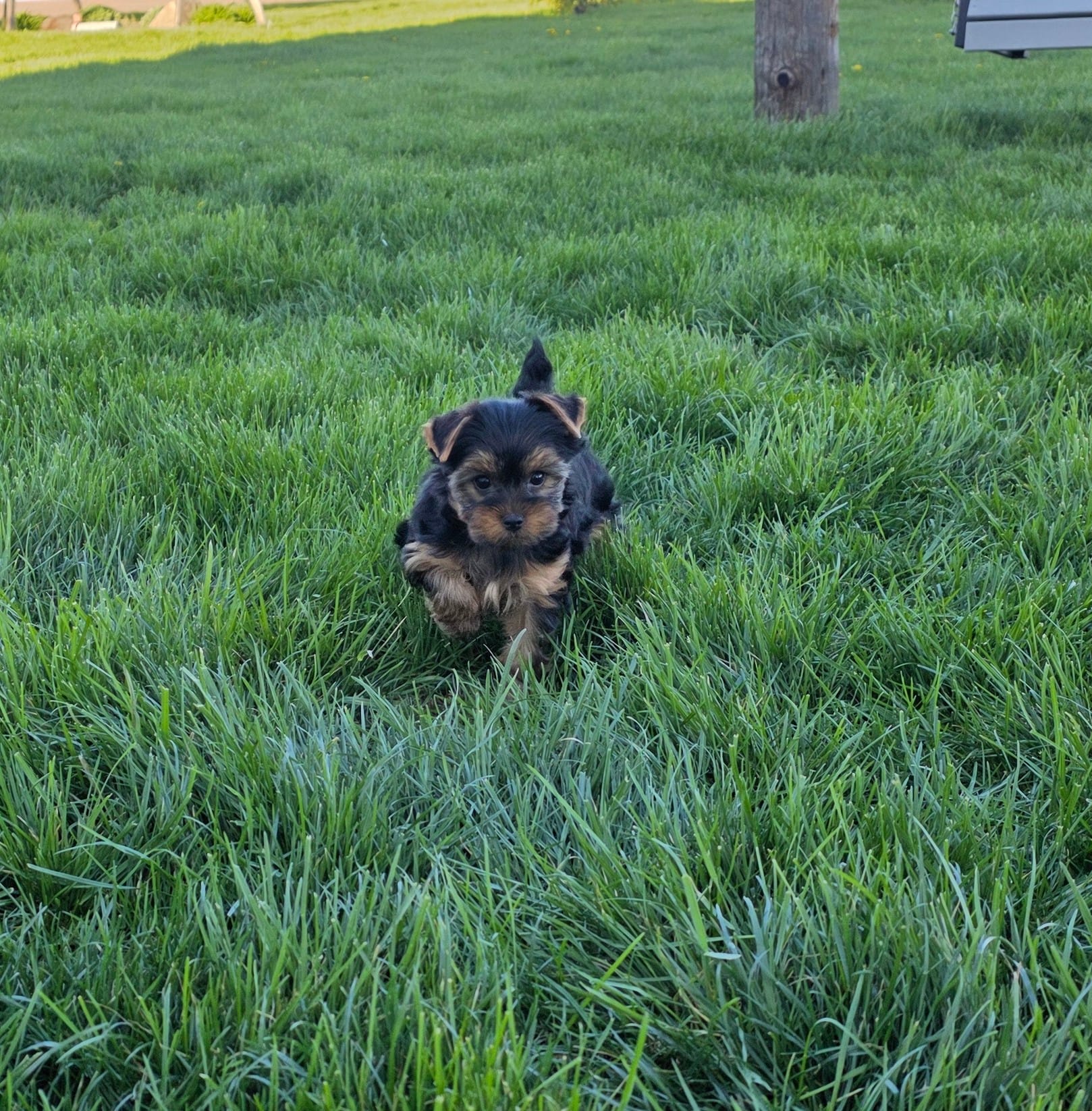 Kayla  – Yorkshire Terrier puppy for sale in Arthur, IL