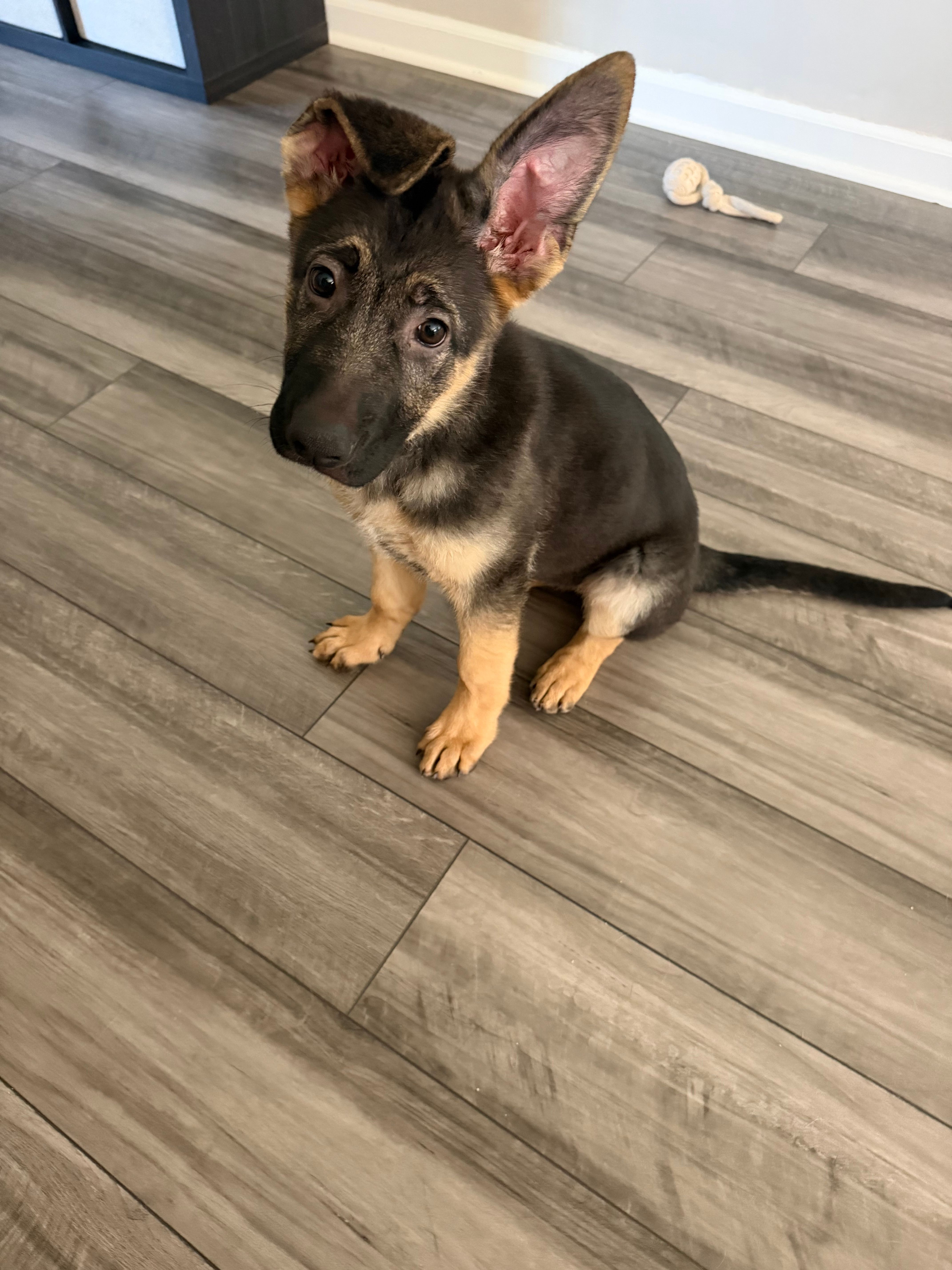 Padme – German Shepherd Dog puppy for sale in Bethlehem, GA