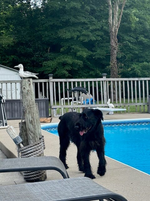Atti – Giant Schnauzer puppy for sale in Junction City, OH