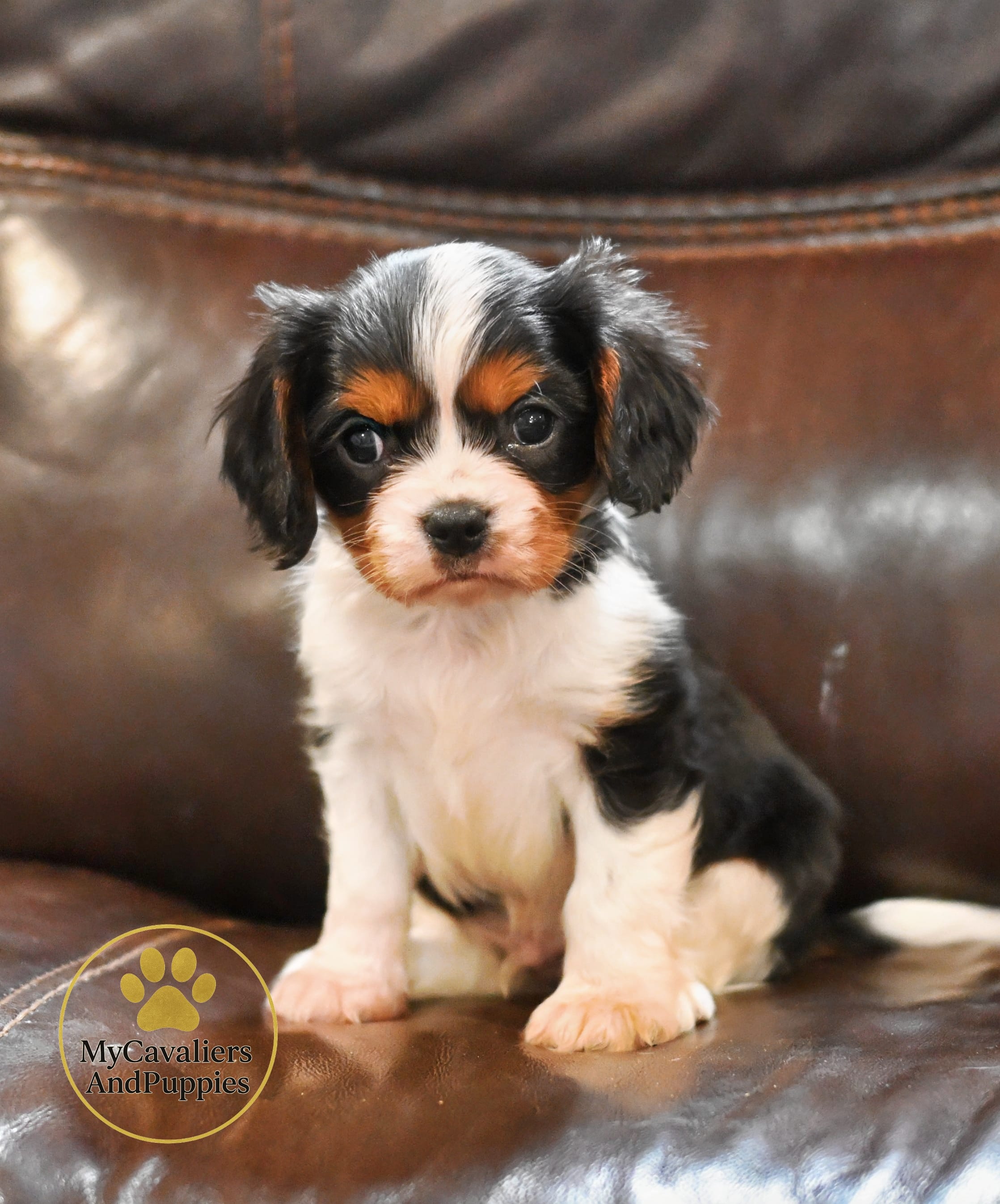 Jasper-2 year guarantee – Cavalier King Charles Spaniel puppy for sale in Pleasanton, KS