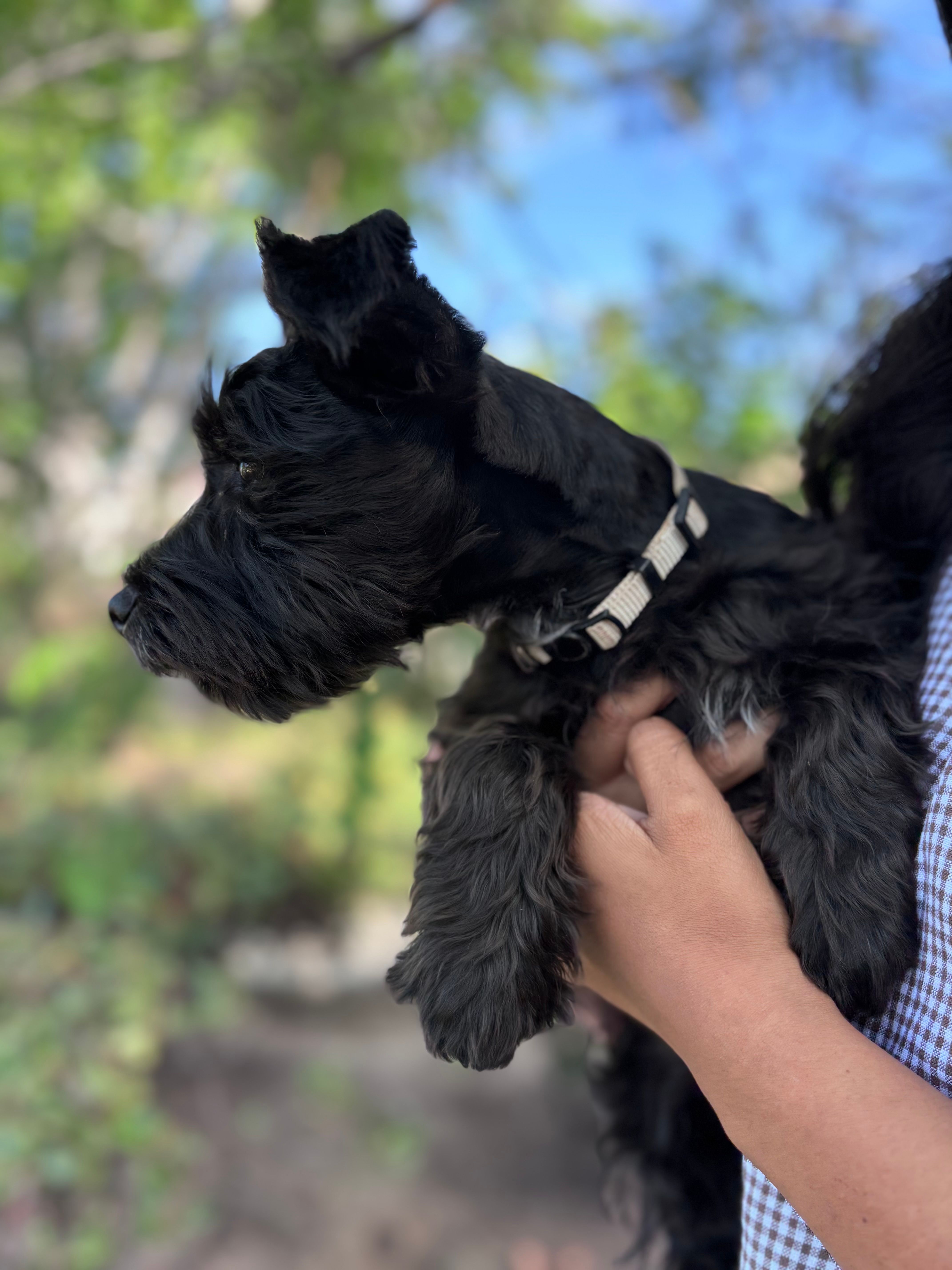 Oreo – Miniature Schnauzer puppy for sale in Salinas, CA