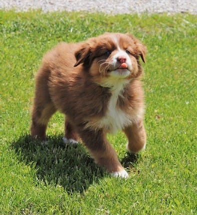 M5 – Australian Shepherd puppy for sale in Springfield, IL