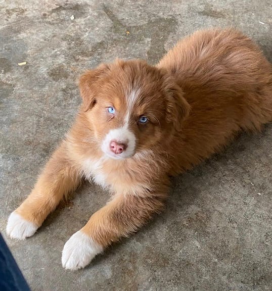 M5 – Australian Shepherd puppy for sale in Springfield, IL