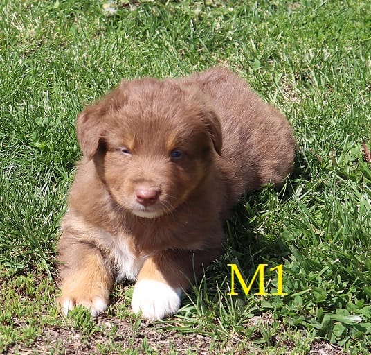 M1  – Australian Shepherd puppy for sale in Springfield, IL