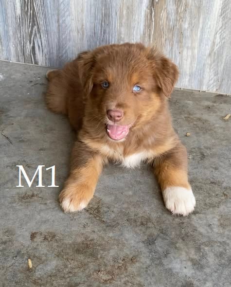 M1  – Australian Shepherd puppy for sale in Springfield, IL