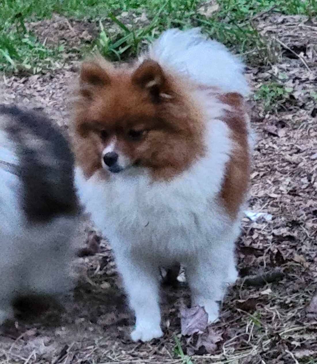 COPPER- AKC Male-$1100 – Pomeranian puppy for sale in Steele, AL