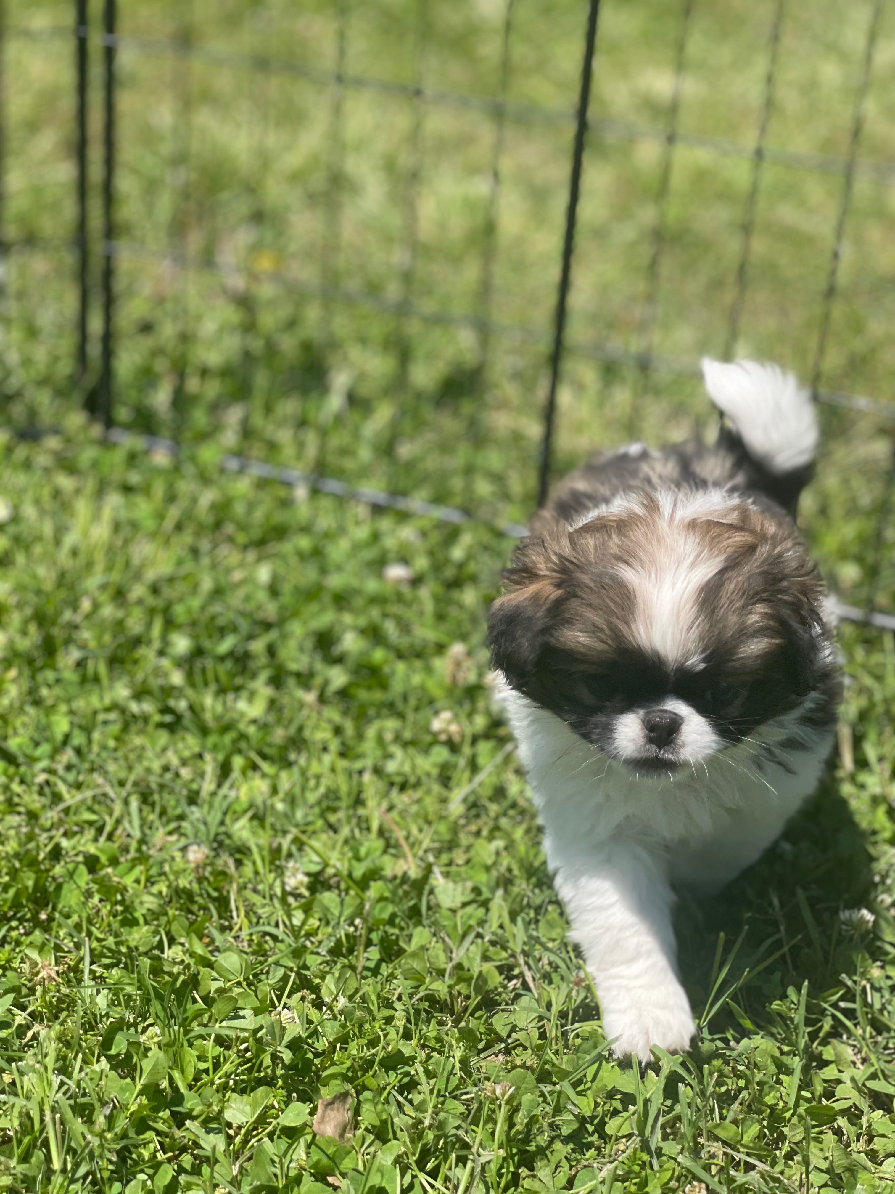 Puppy #16 – Japanese Chin puppy for sale in Neodesha, KS