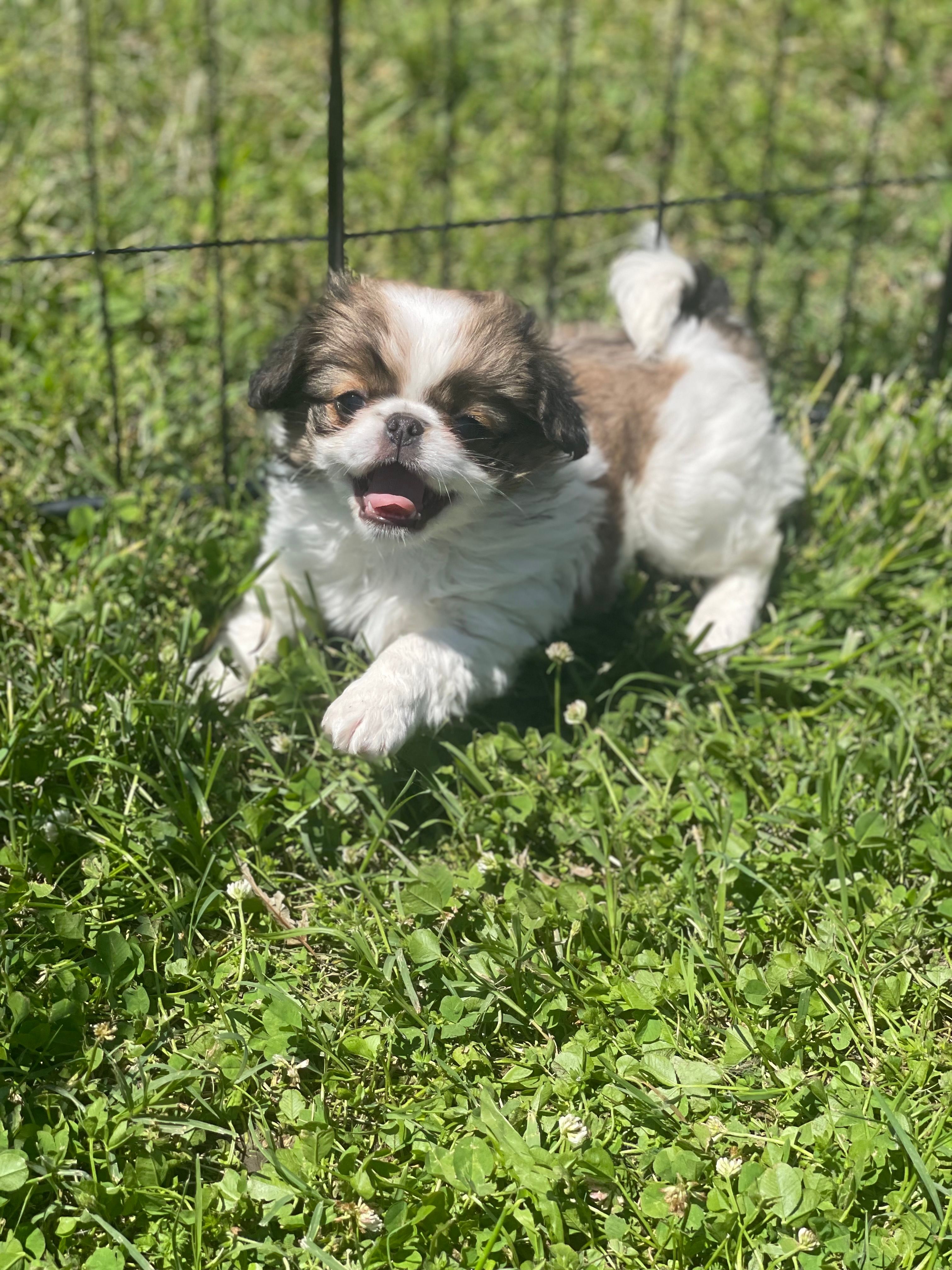 Puppy #17 – Japanese Chin puppy for sale in Neodesha, KS