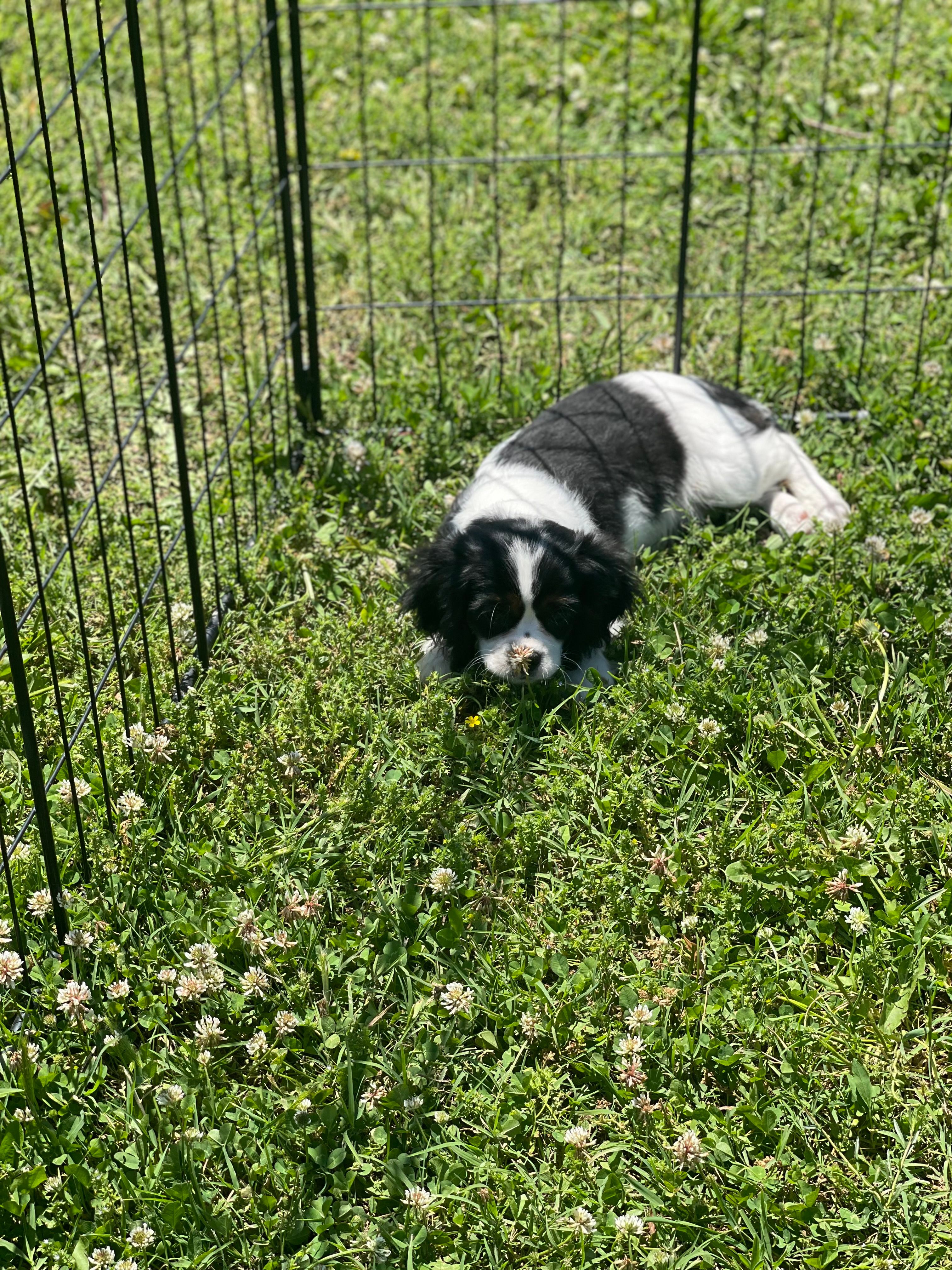 Puppy #4 – Cavalier King Charles Spaniel puppy for sale in Neodesha, KS