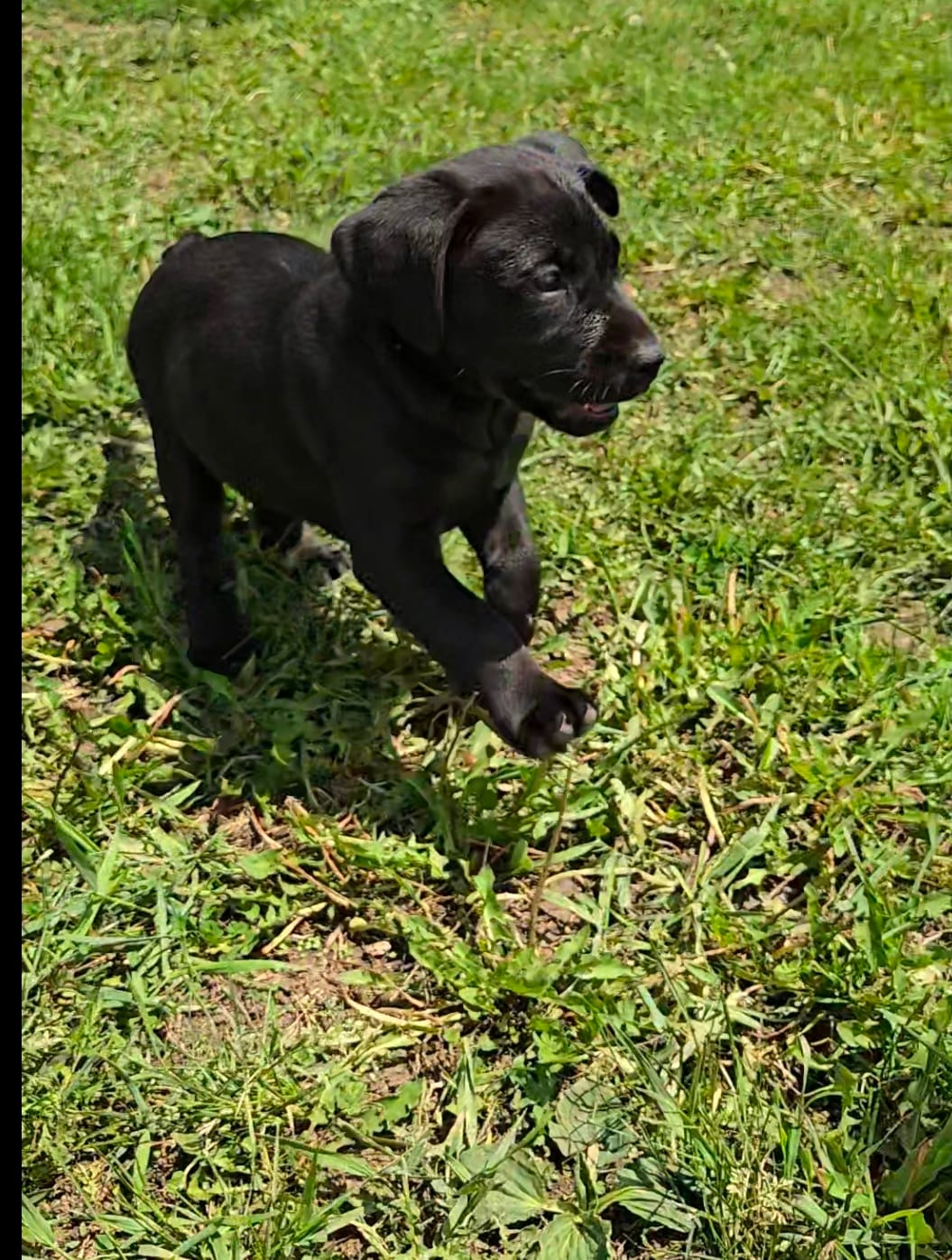 Buddy – Labrador Retriever puppy for sale in Ireton, IA