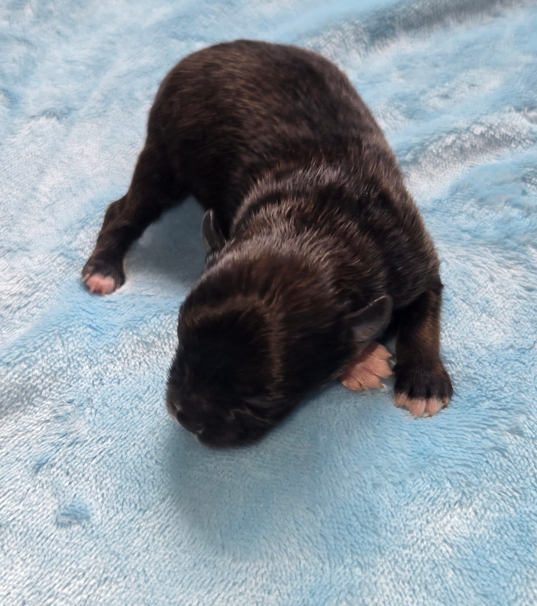 Max  – Pomeranian puppy for sale in Faribault, MN