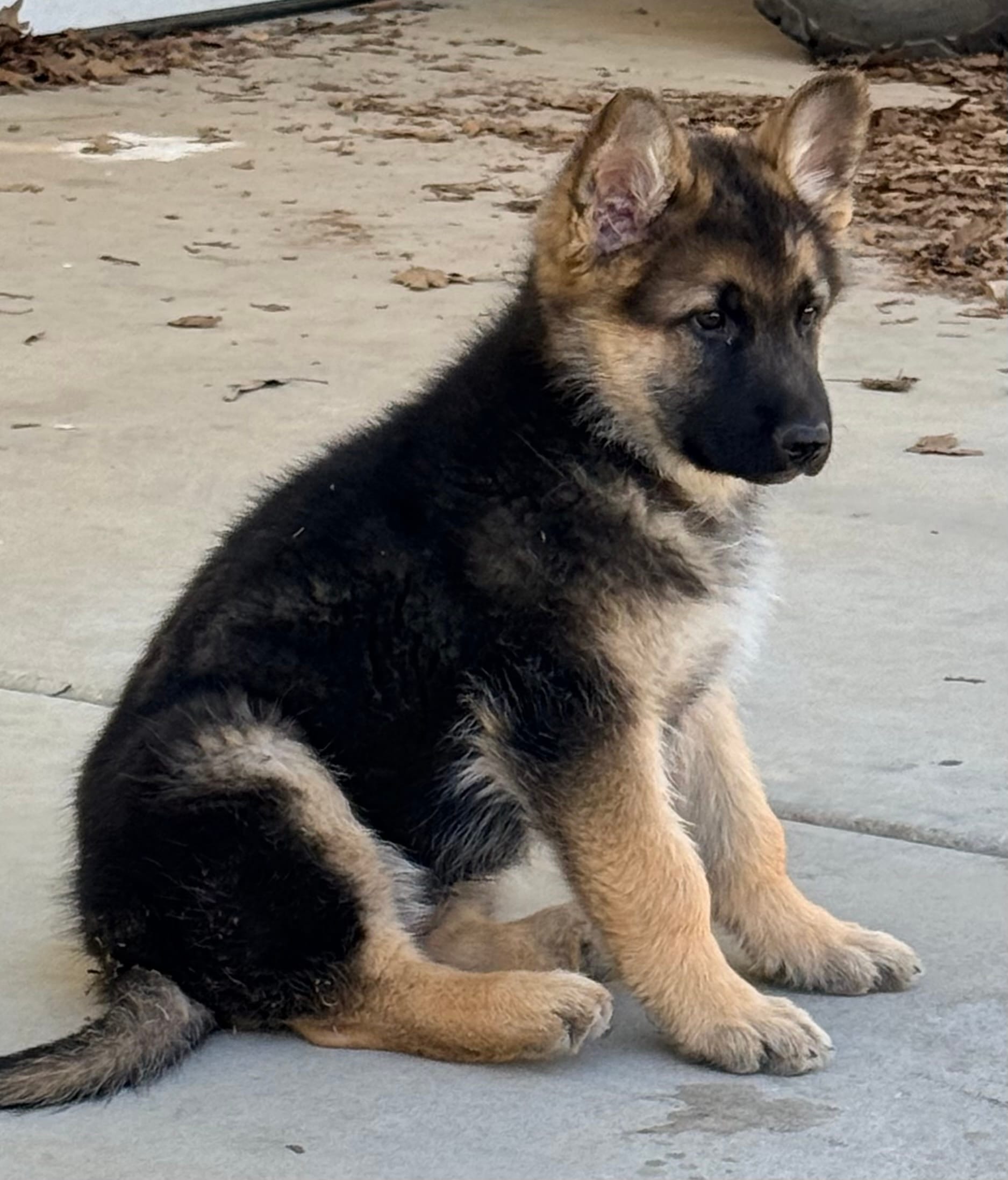 Major – German Shepherd Dog puppy for sale in Marshall, AR