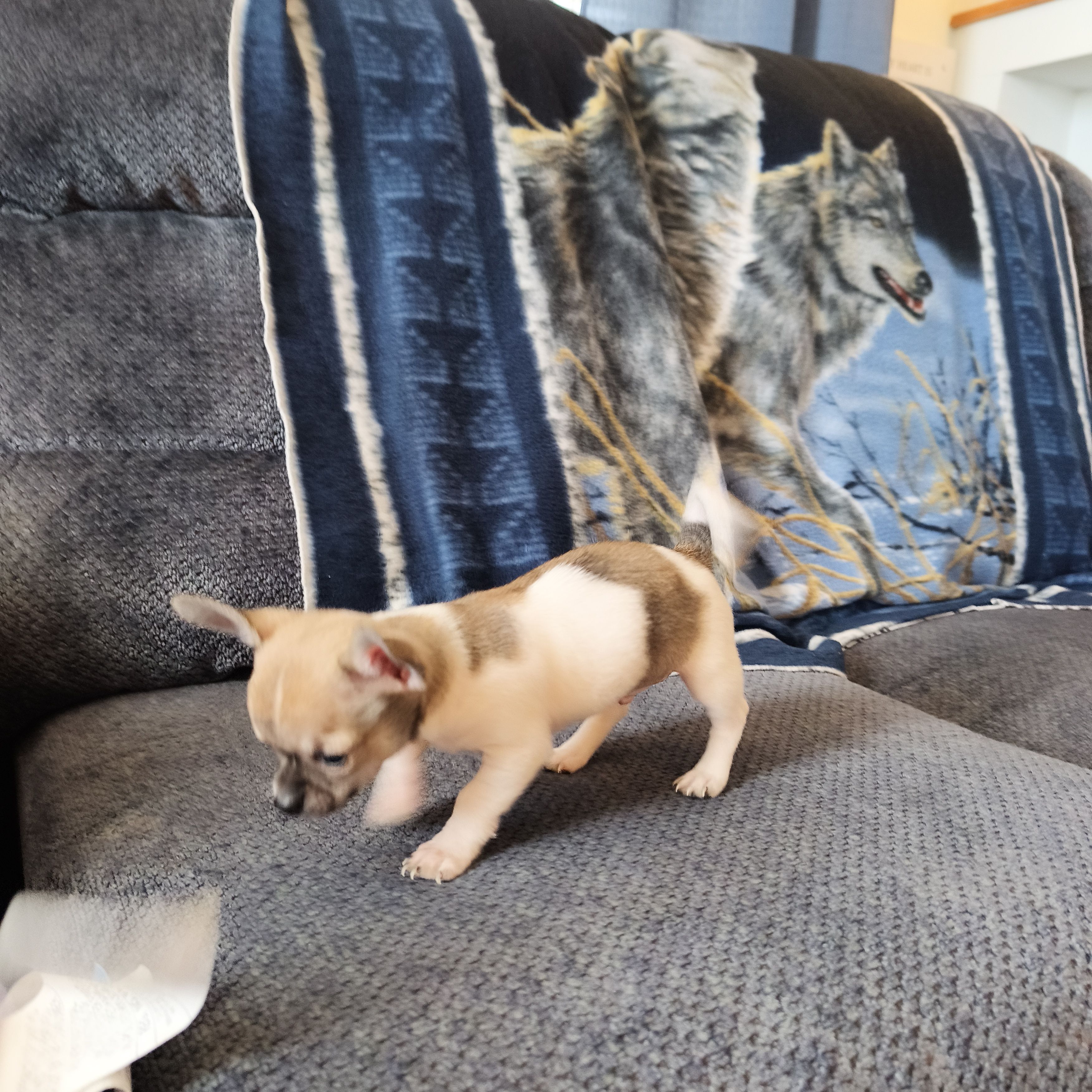 Taz, a male Chihuahua for sale in Goshen, IN – Photo 2 of 5