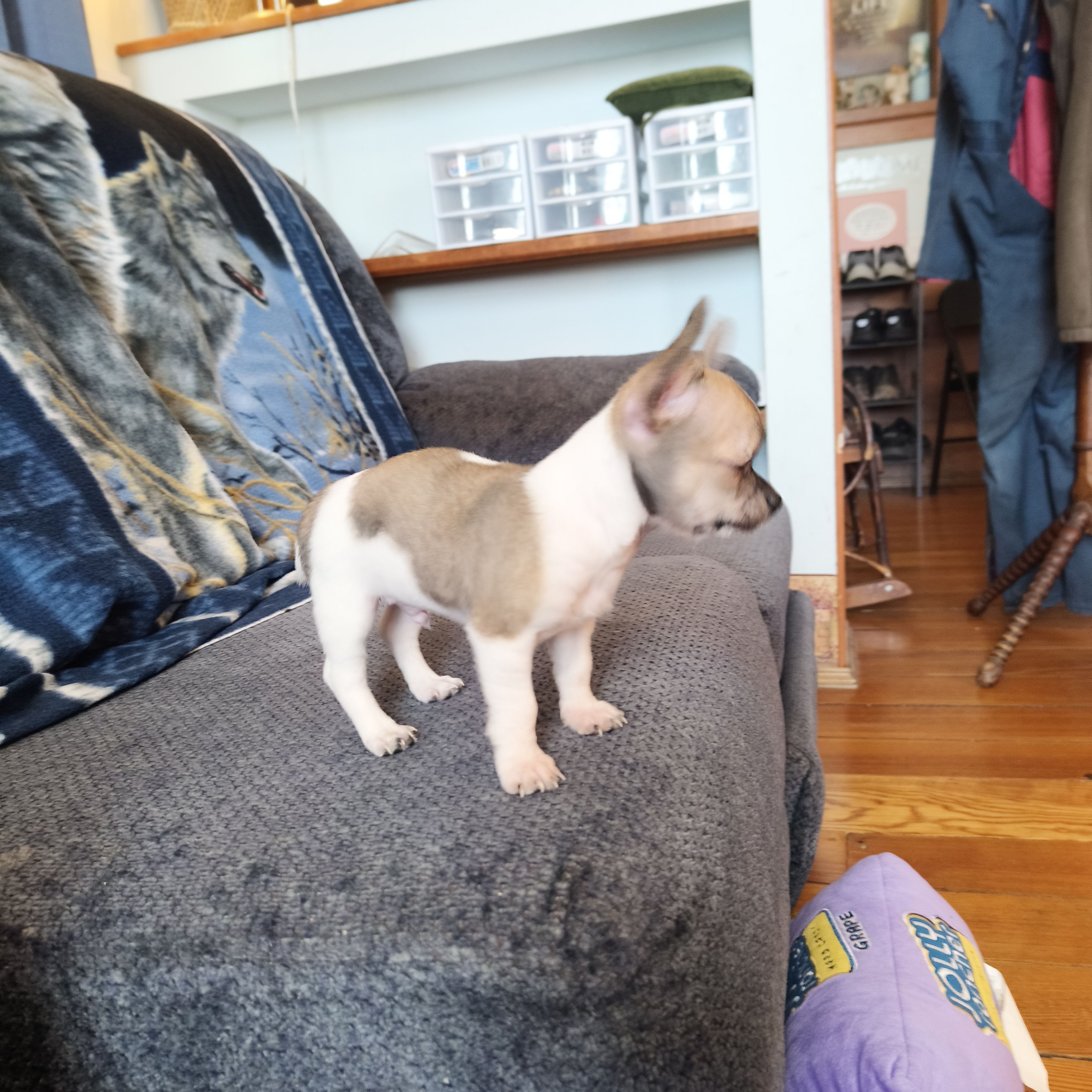 Taz, a male Chihuahua for sale in Goshen, IN – Photo 3 of 5