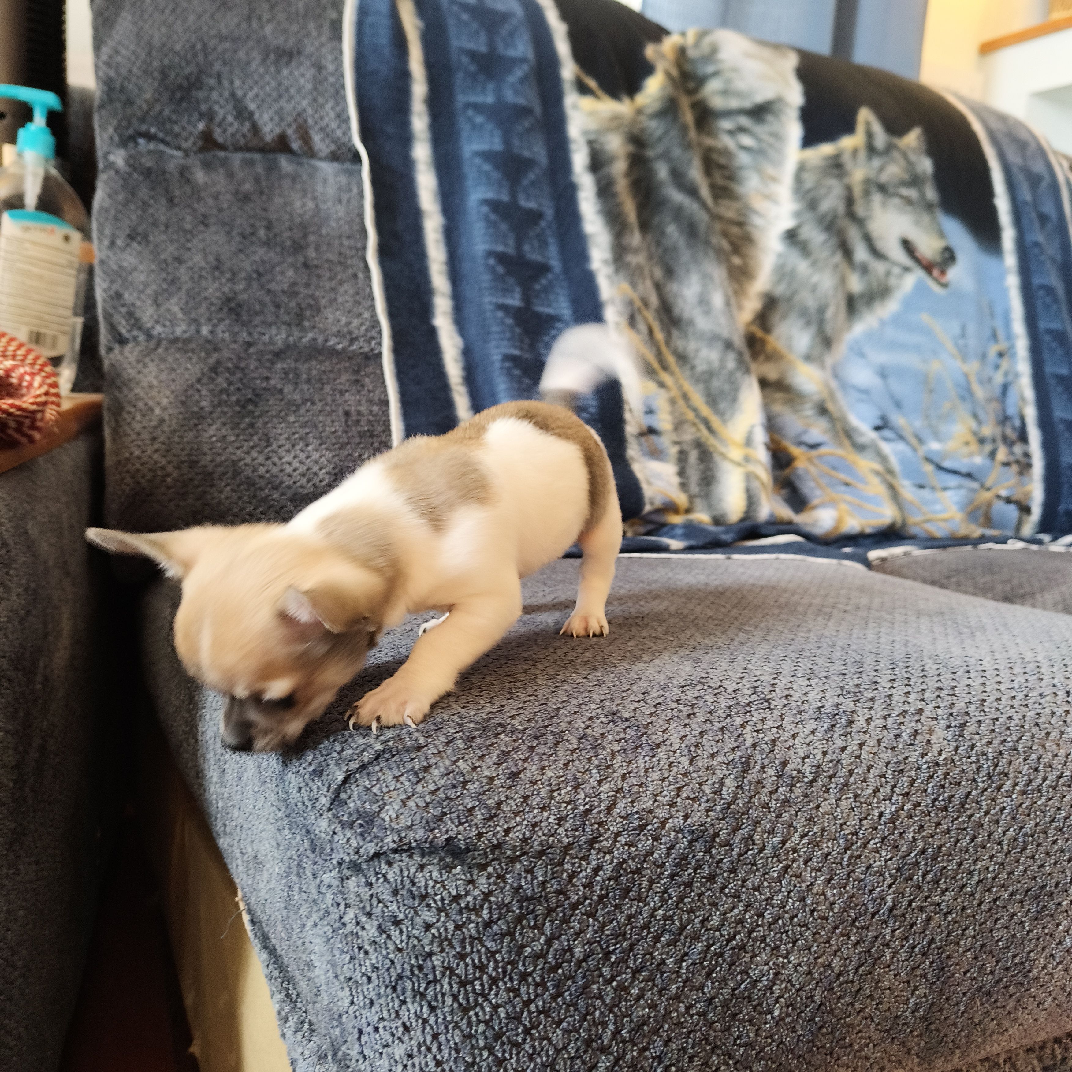 Taz, a male Chihuahua for sale in Goshen, IN – Photo 4 of 5