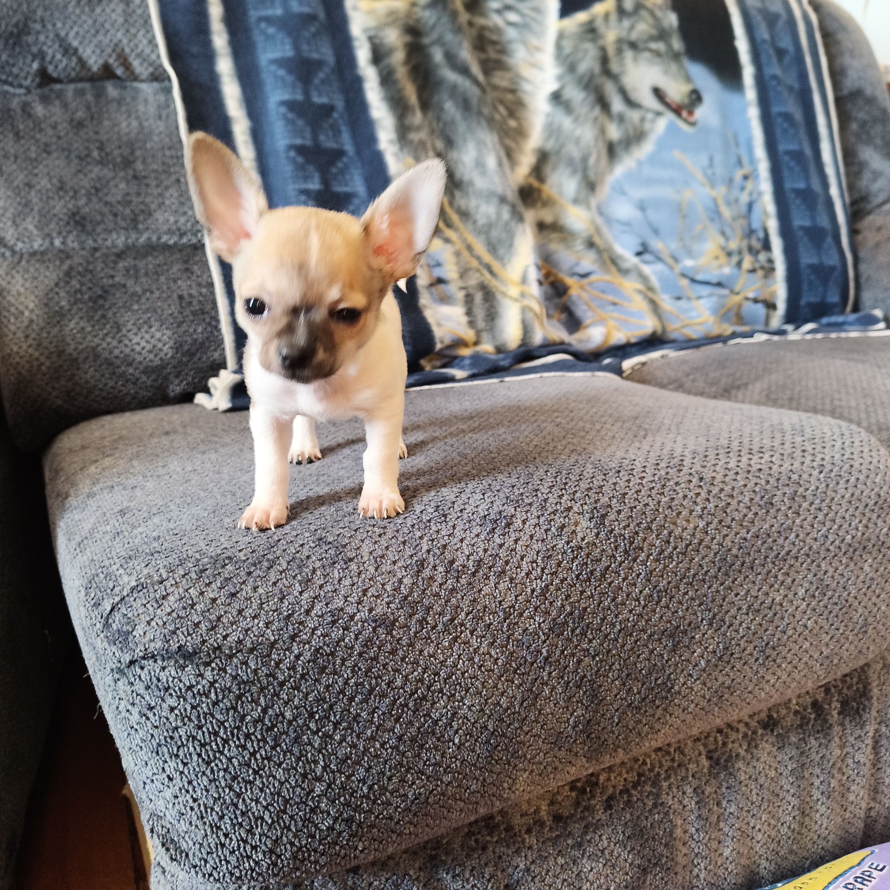 Taz, a male Chihuahua for sale in Goshen, IN – Photo 5 of 5