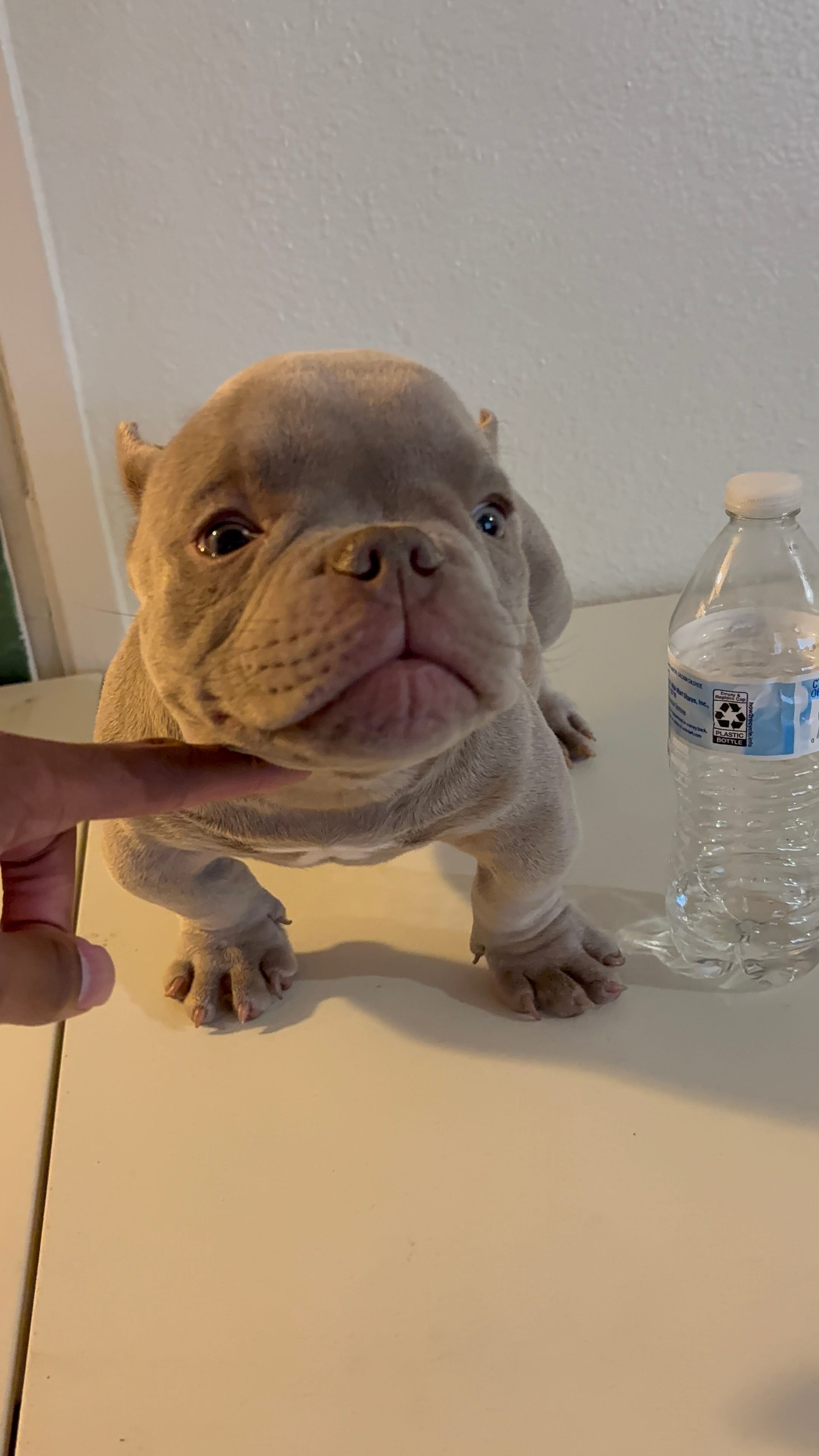 Ace Of Spades – American Bully puppy for sale in Bakersfield, CA