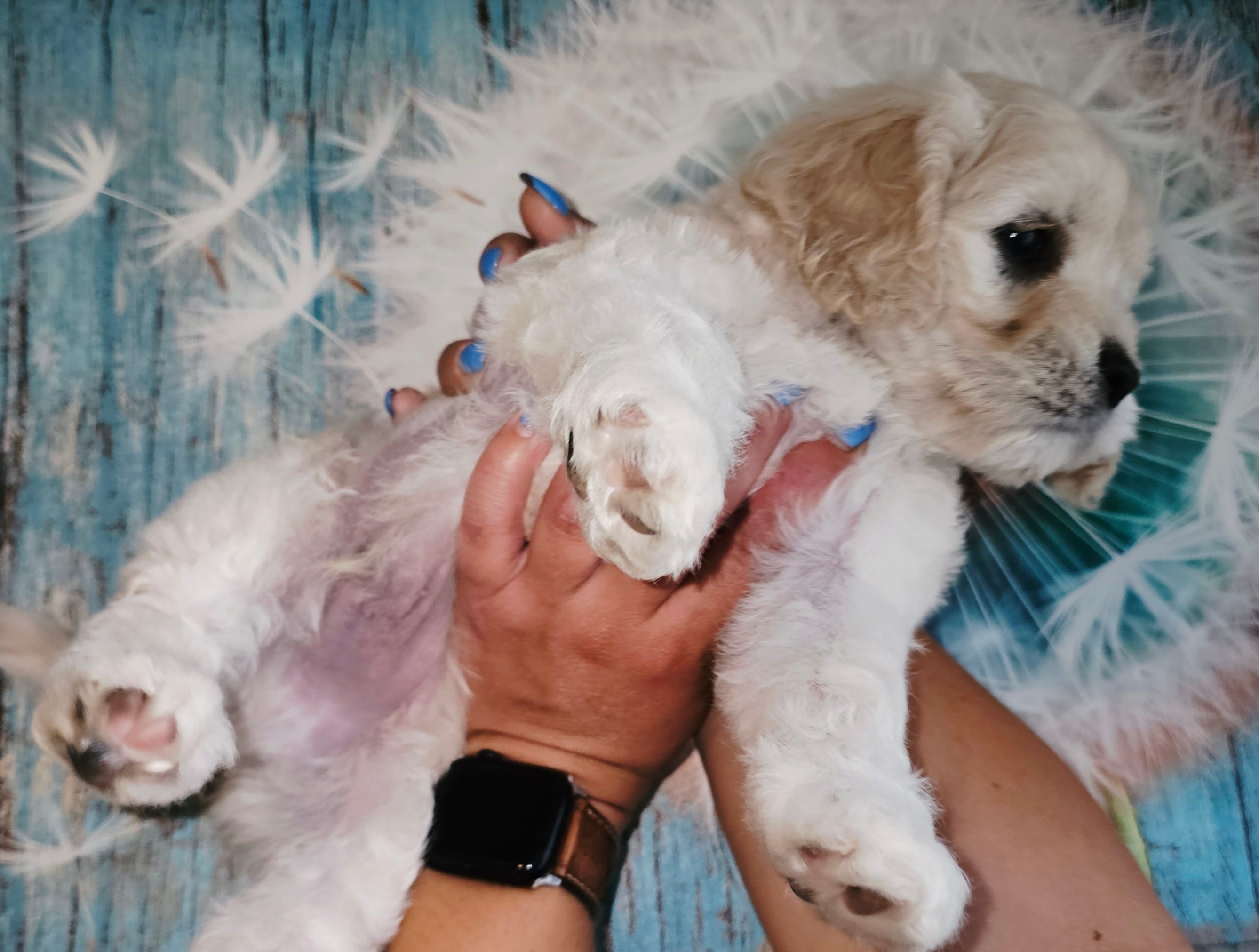 Bark Twain  – Cockapoo puppy for sale in Indiahoma, OK