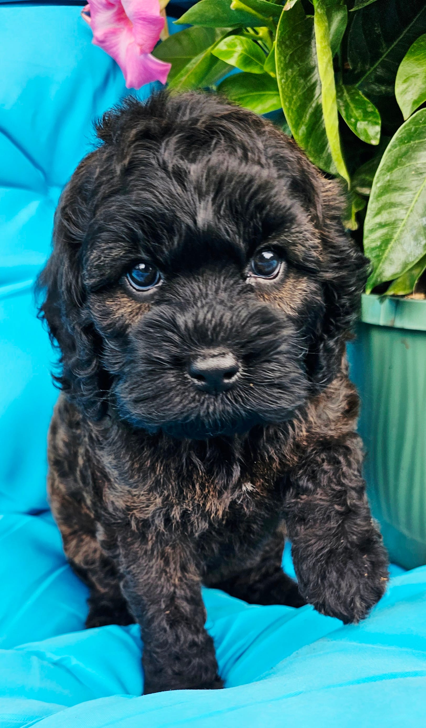 Venus – Cockapoo puppy for sale in Indiahoma, OK
