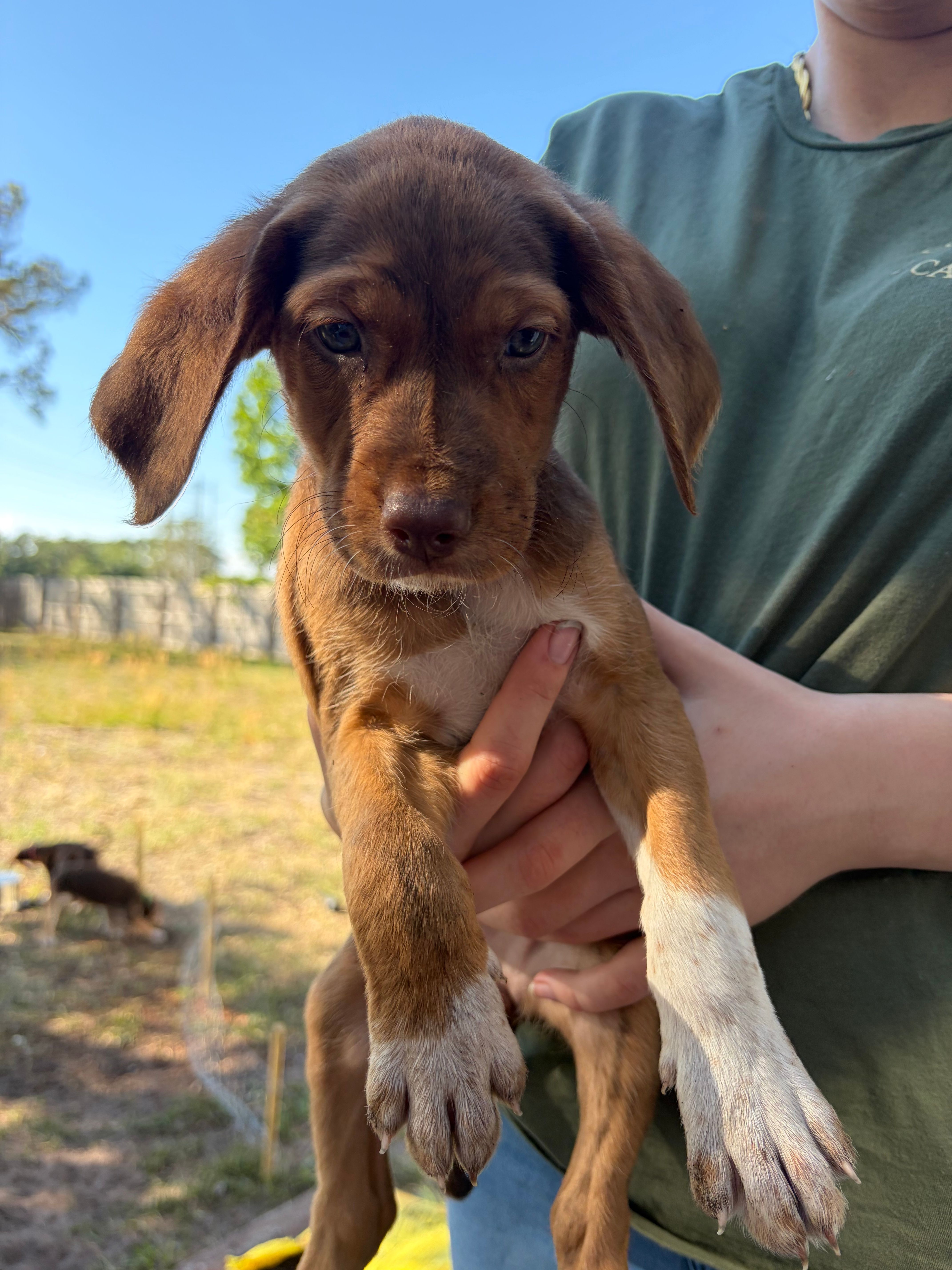 Rey – Goldendoodle puppy for sale in Jacksonville, FL