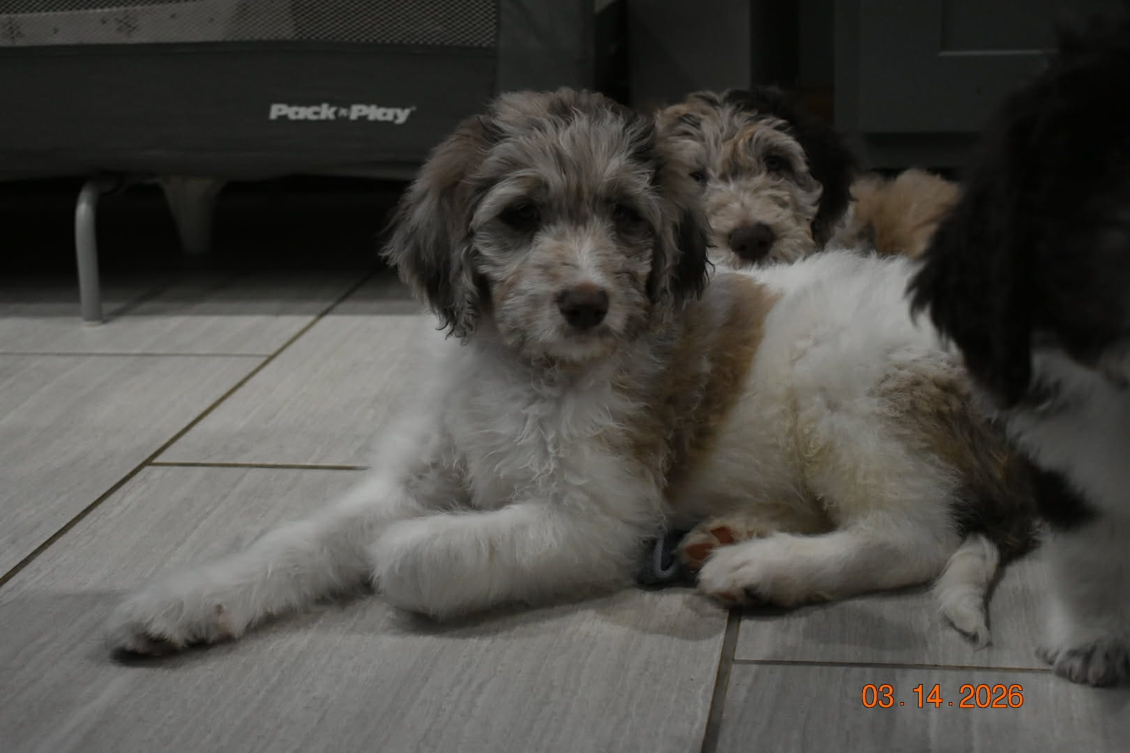 Dark Pink – Newfypoo puppy for sale in Pekin, IN