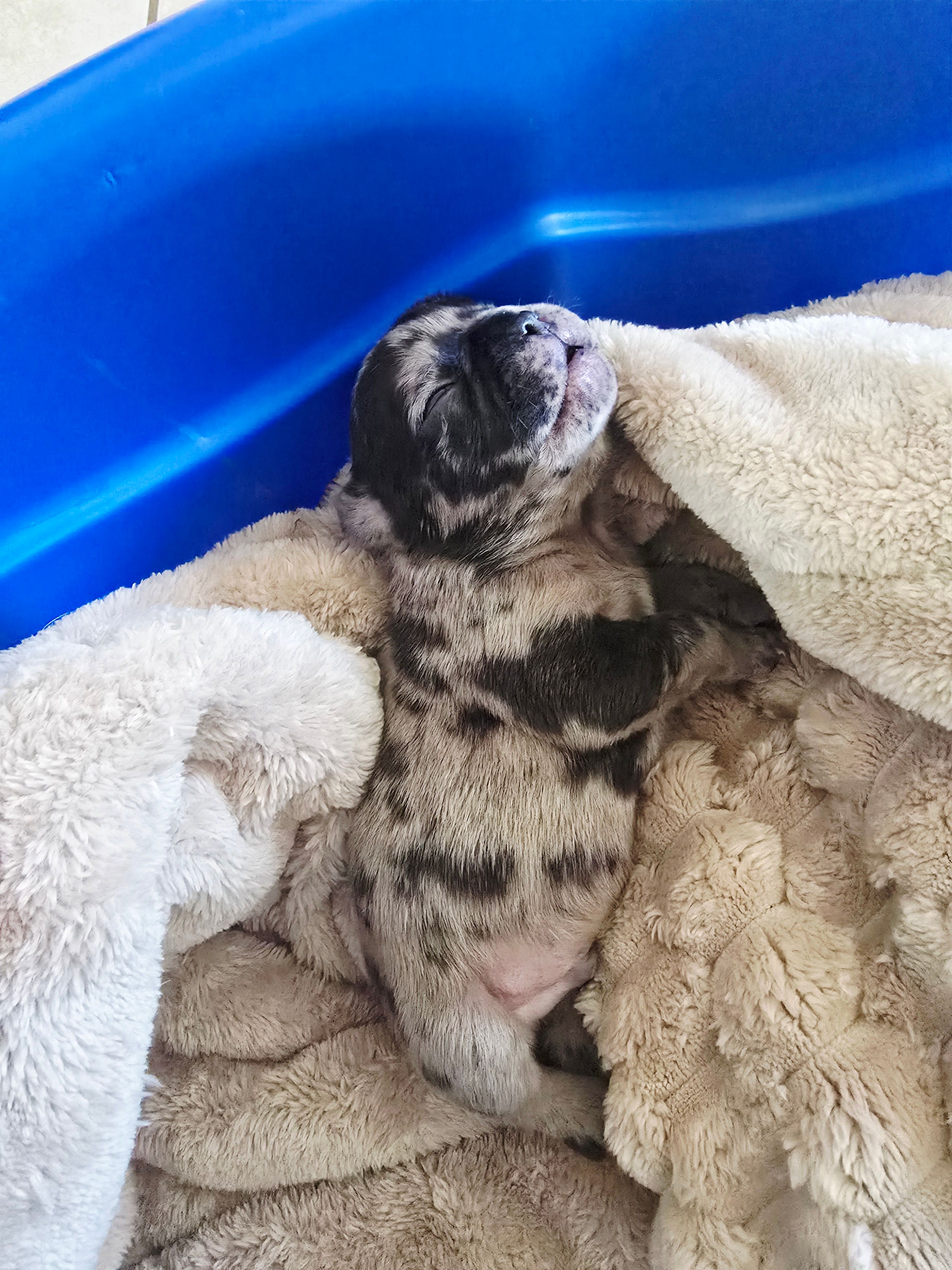 Gucci – French Bulldog puppy for sale in Merced, CA