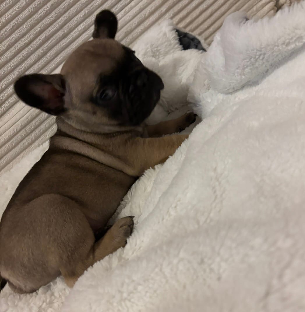 Brownie  – French Bulldog puppy for sale in Merced, CA