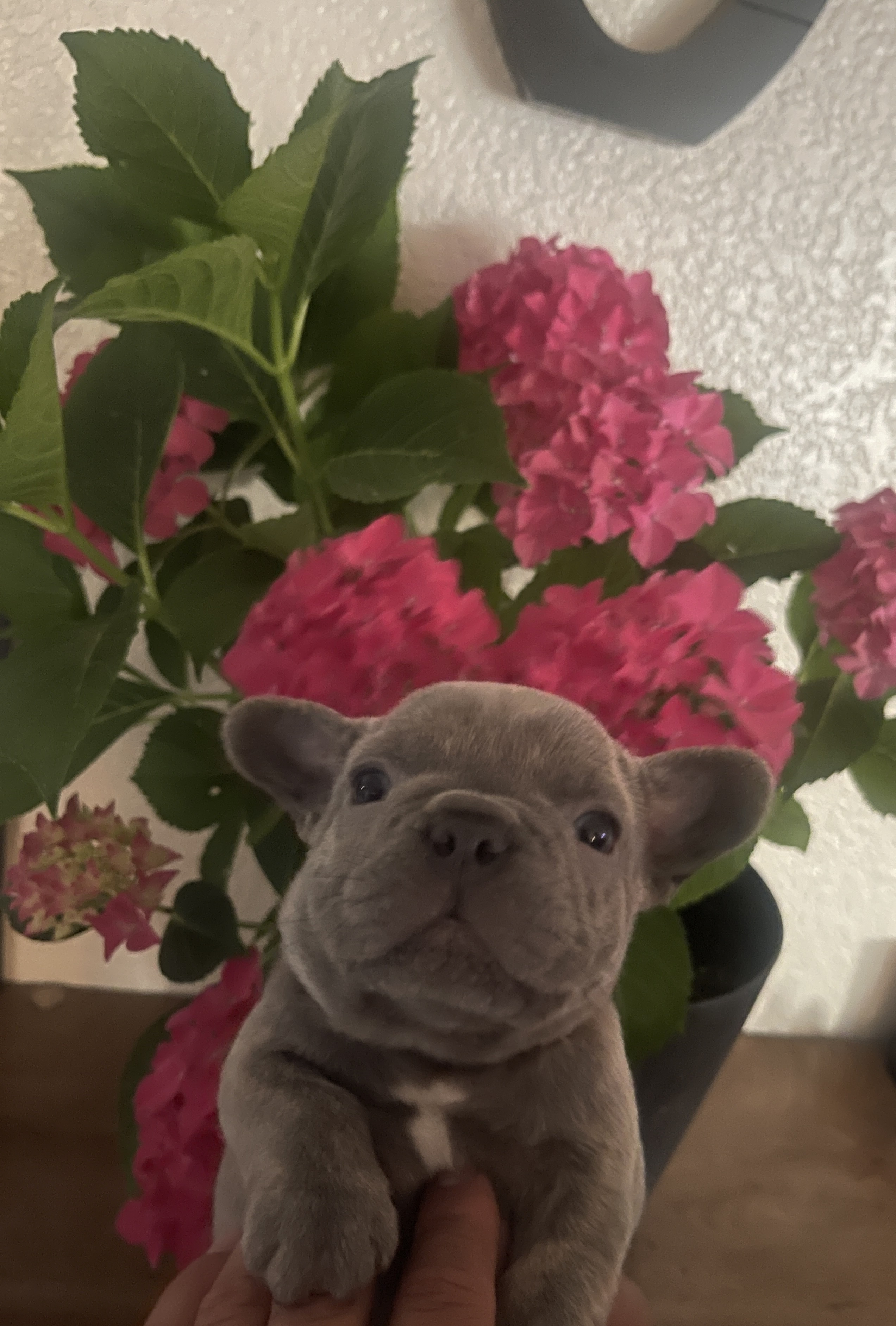 Bruno – French Bulldog puppy for sale in Merced, CA