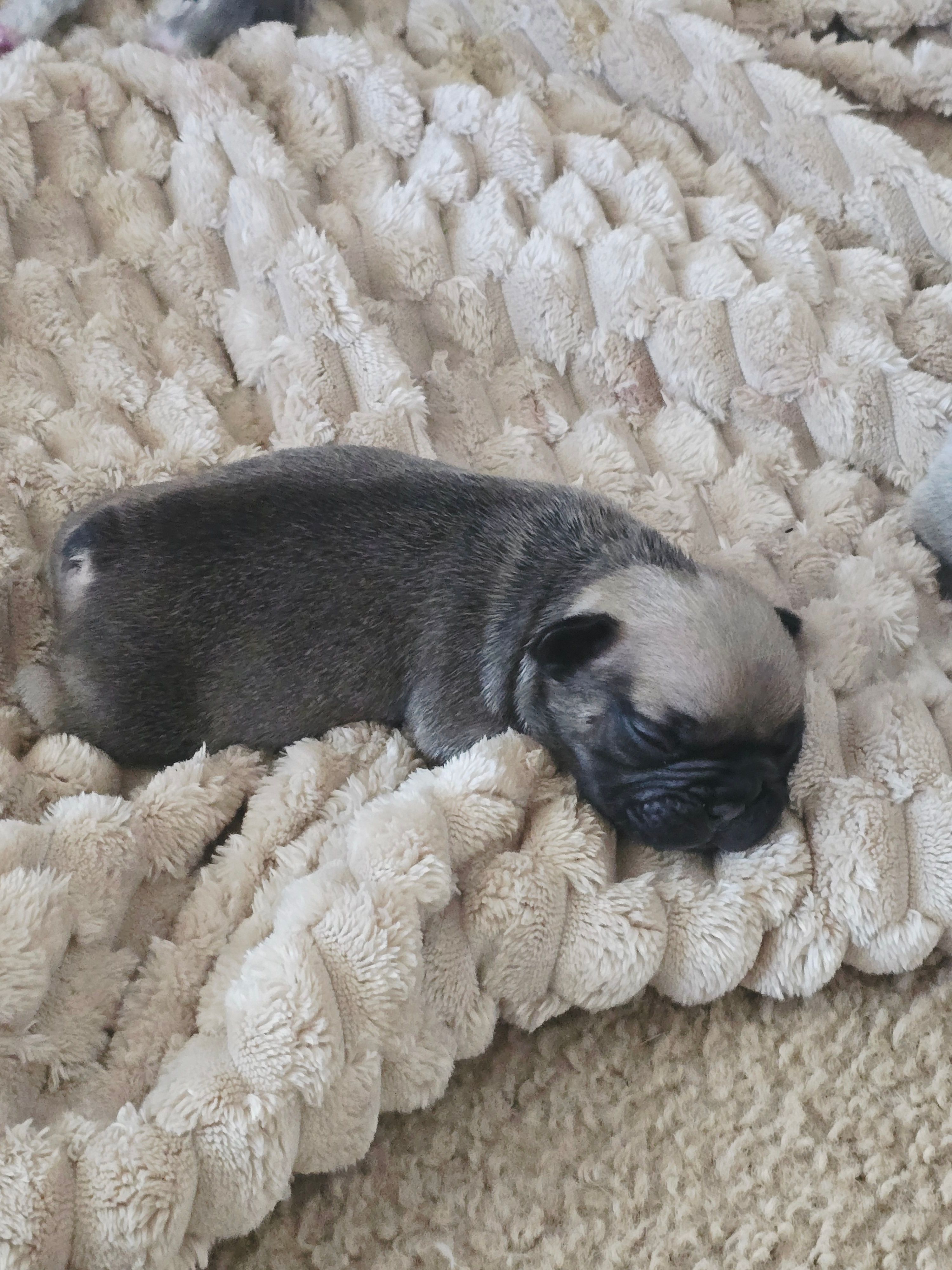 Brownie  – French Bulldog puppy for sale in Merced, CA