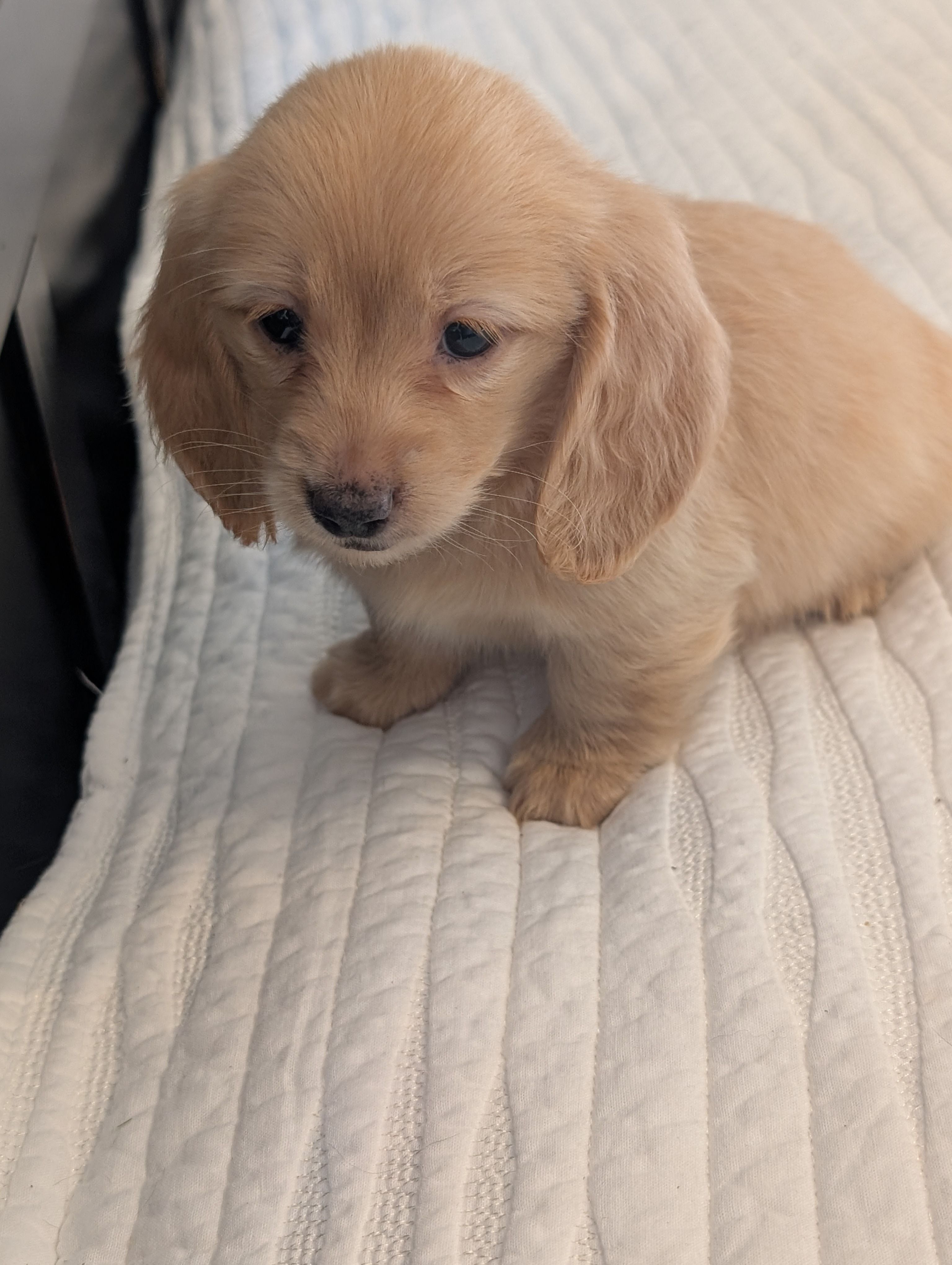 Dreamsicle – Miniature Dachshund puppy for sale in Rural Retreat, VA