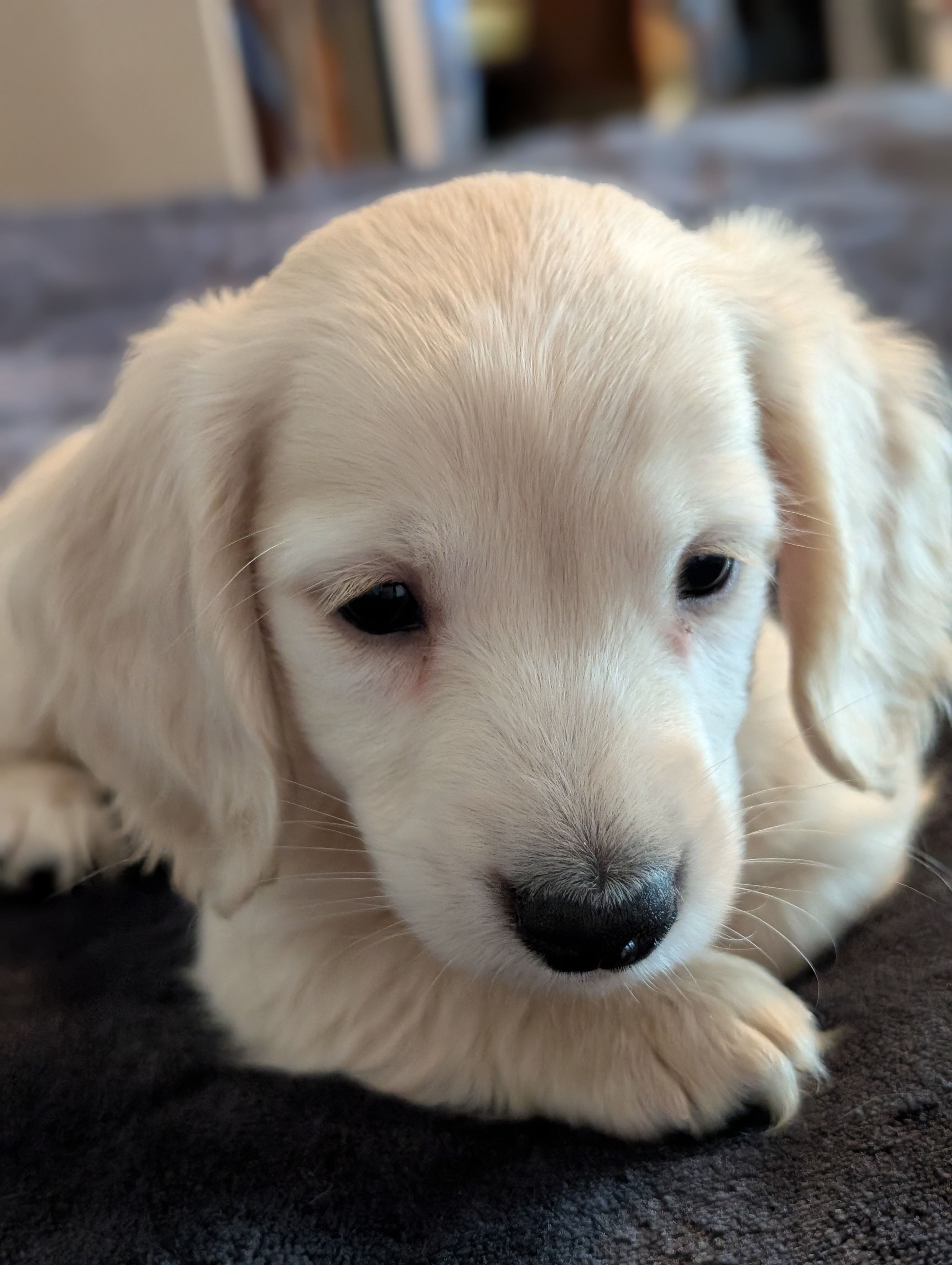 Sea biscuit – Miniature Dachshund puppy for sale in Rural Retreat, VA