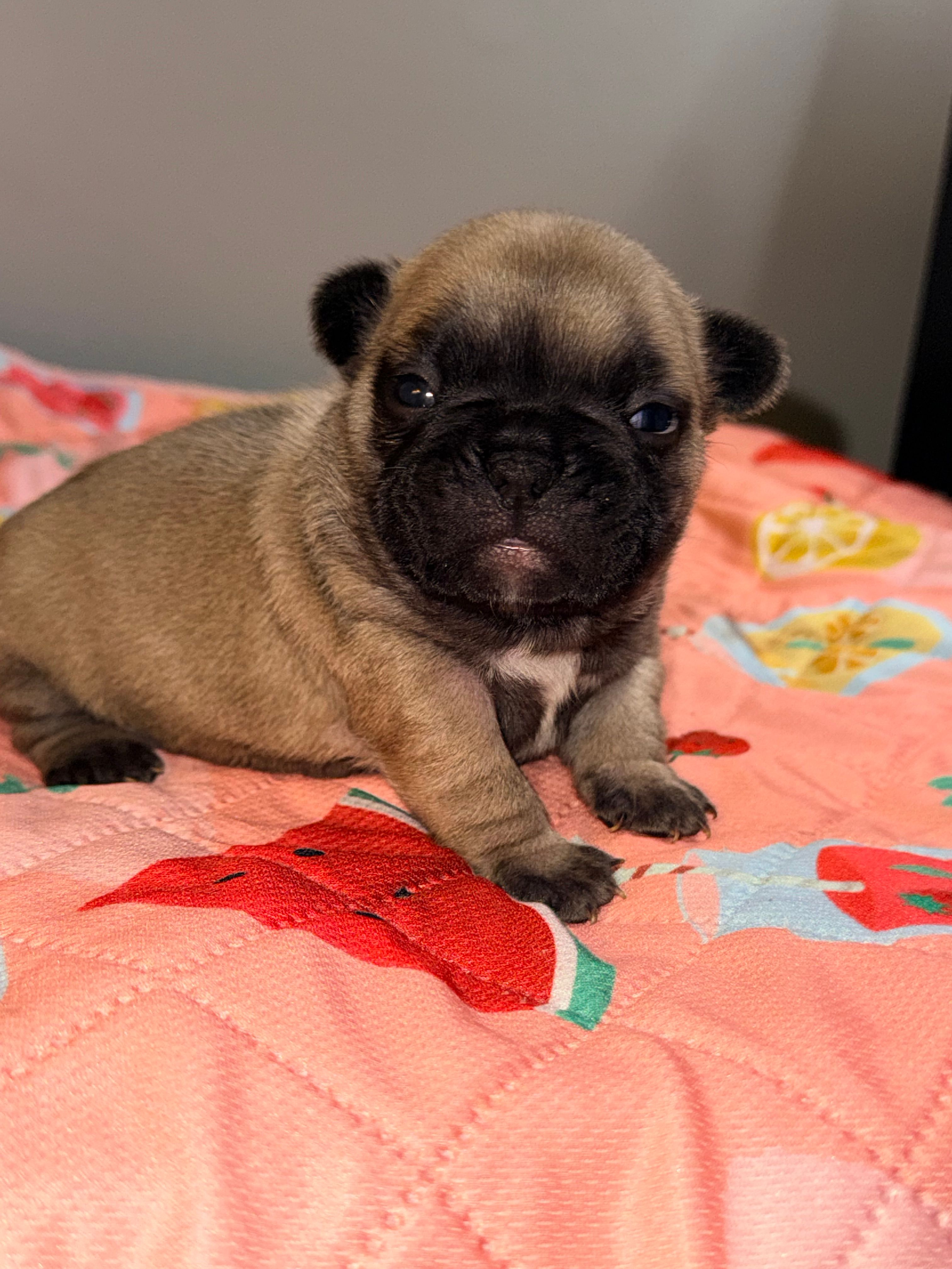 Coco  – French Bulldog puppy for sale in Omaha, NE