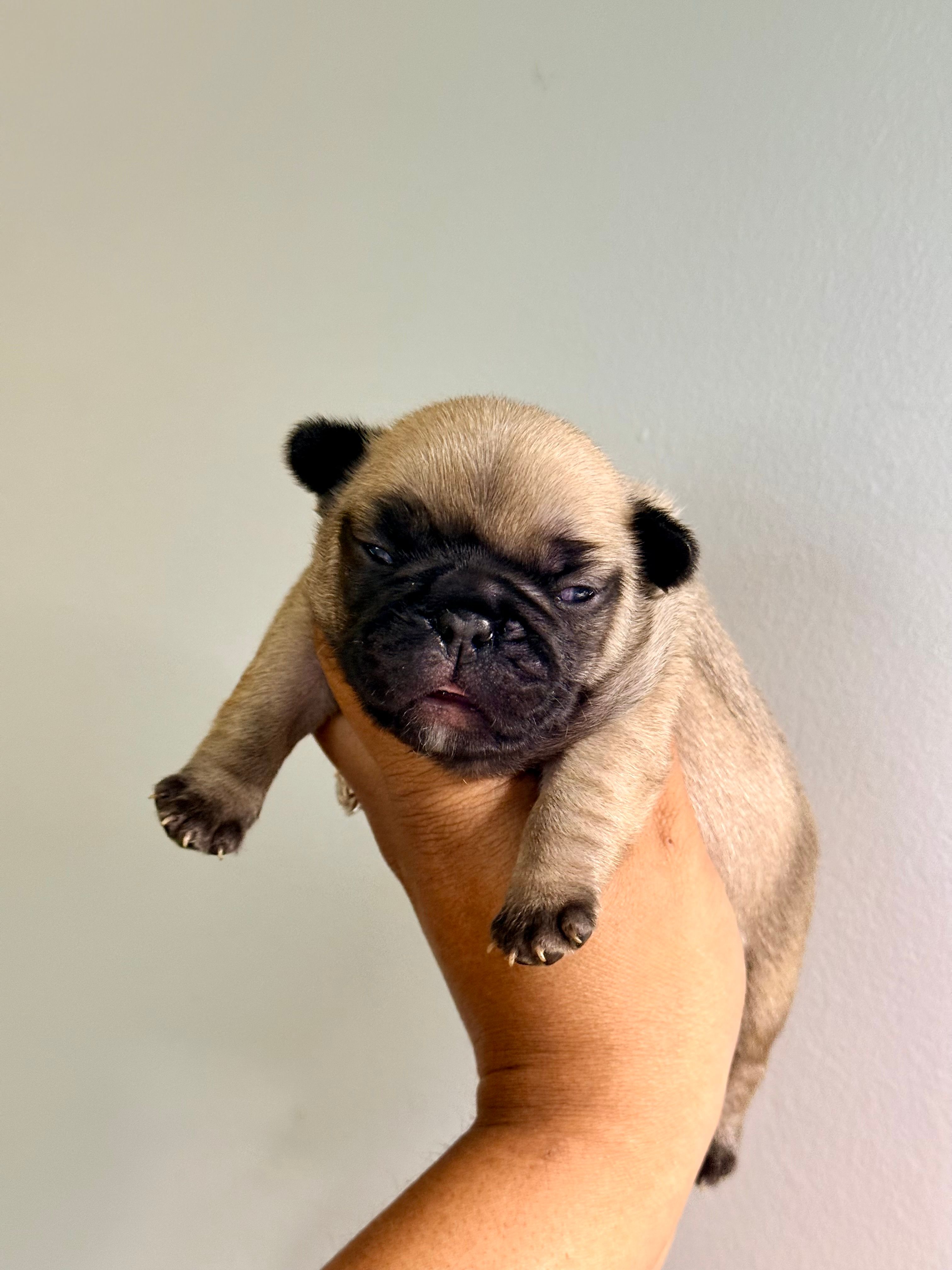 Coco  – French Bulldog puppy for sale in Omaha, NE