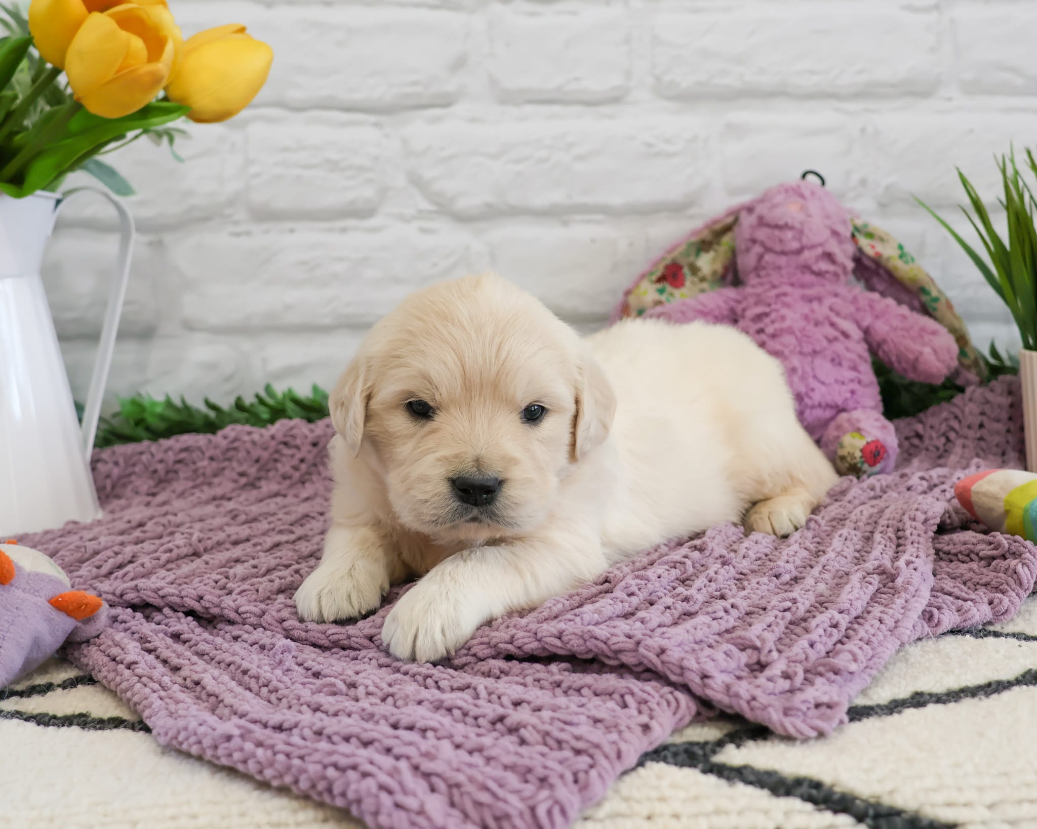 AKC Virginia  – Golden Retriever puppy for sale in Syracuse, IN