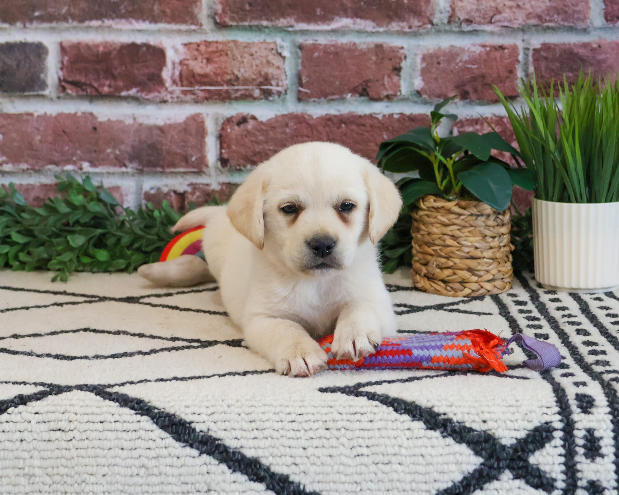 AKC Whitney – Labrador Retriever puppy for sale in Syracuse, IN