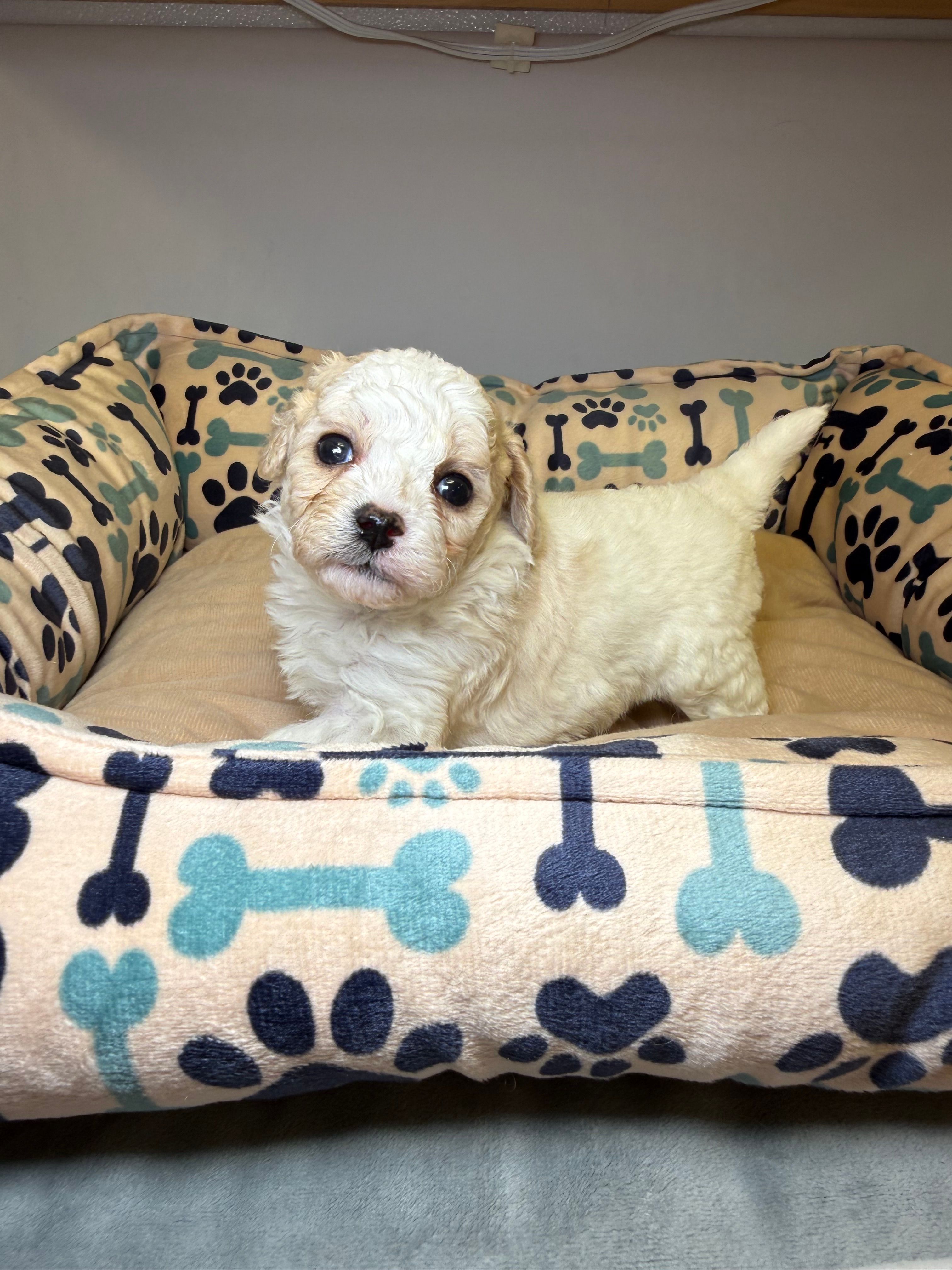 Aspen – Cavapoo, Poodle - Toy  puppy for sale in Indianapolis, IN